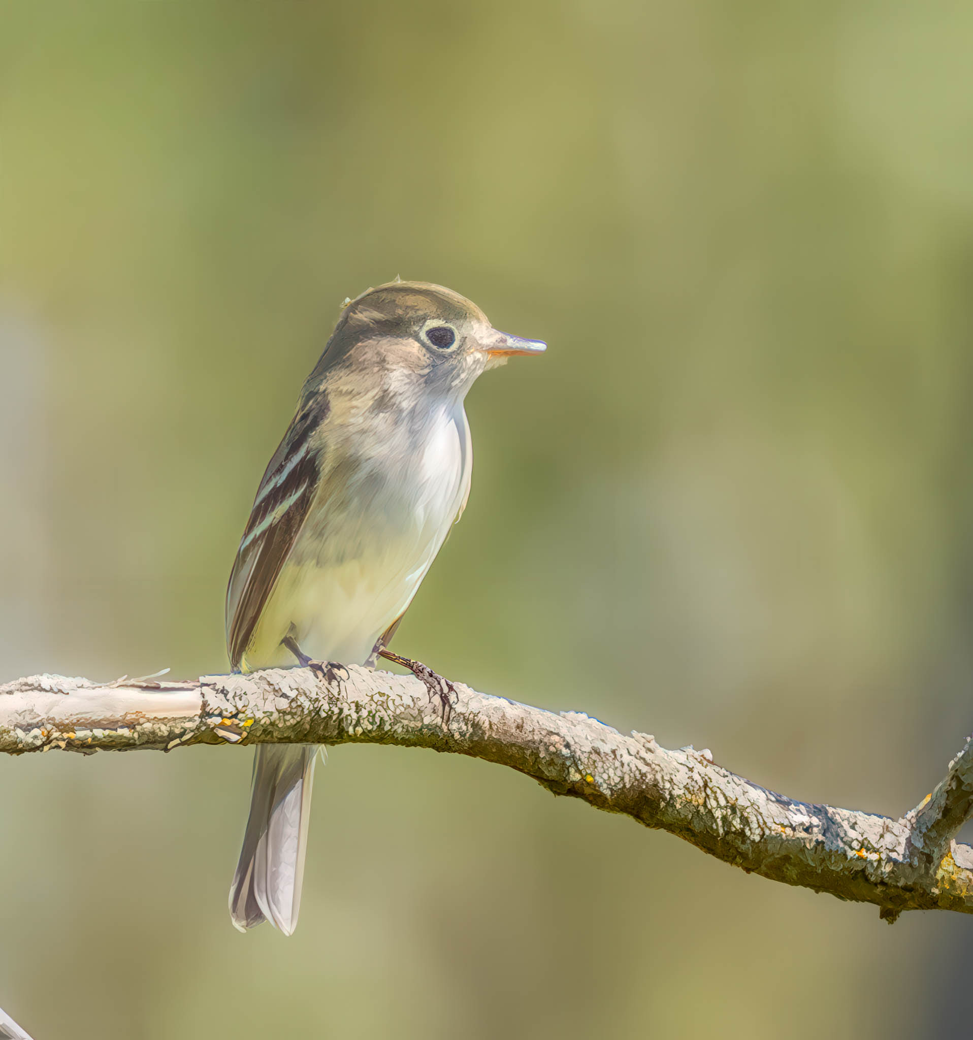 Alder Flycatcher