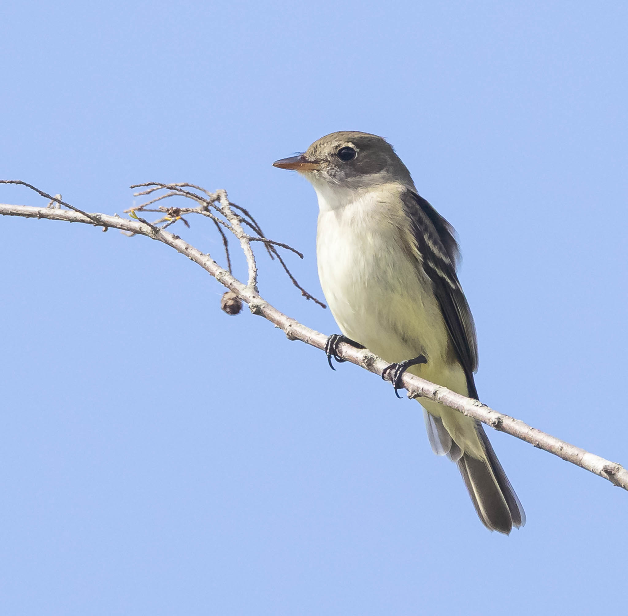 Alder Flycatcher