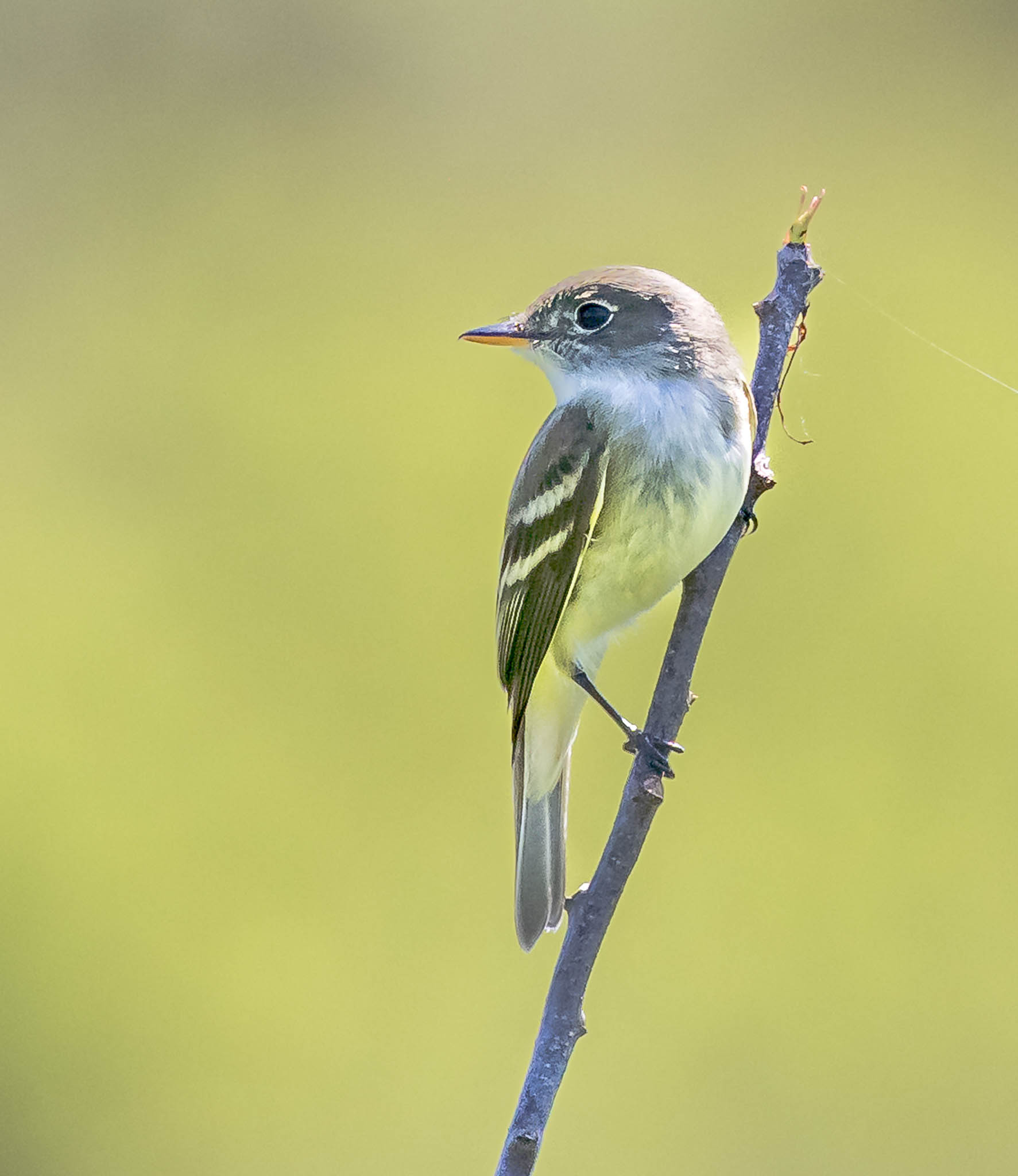 Alder Flycatcher