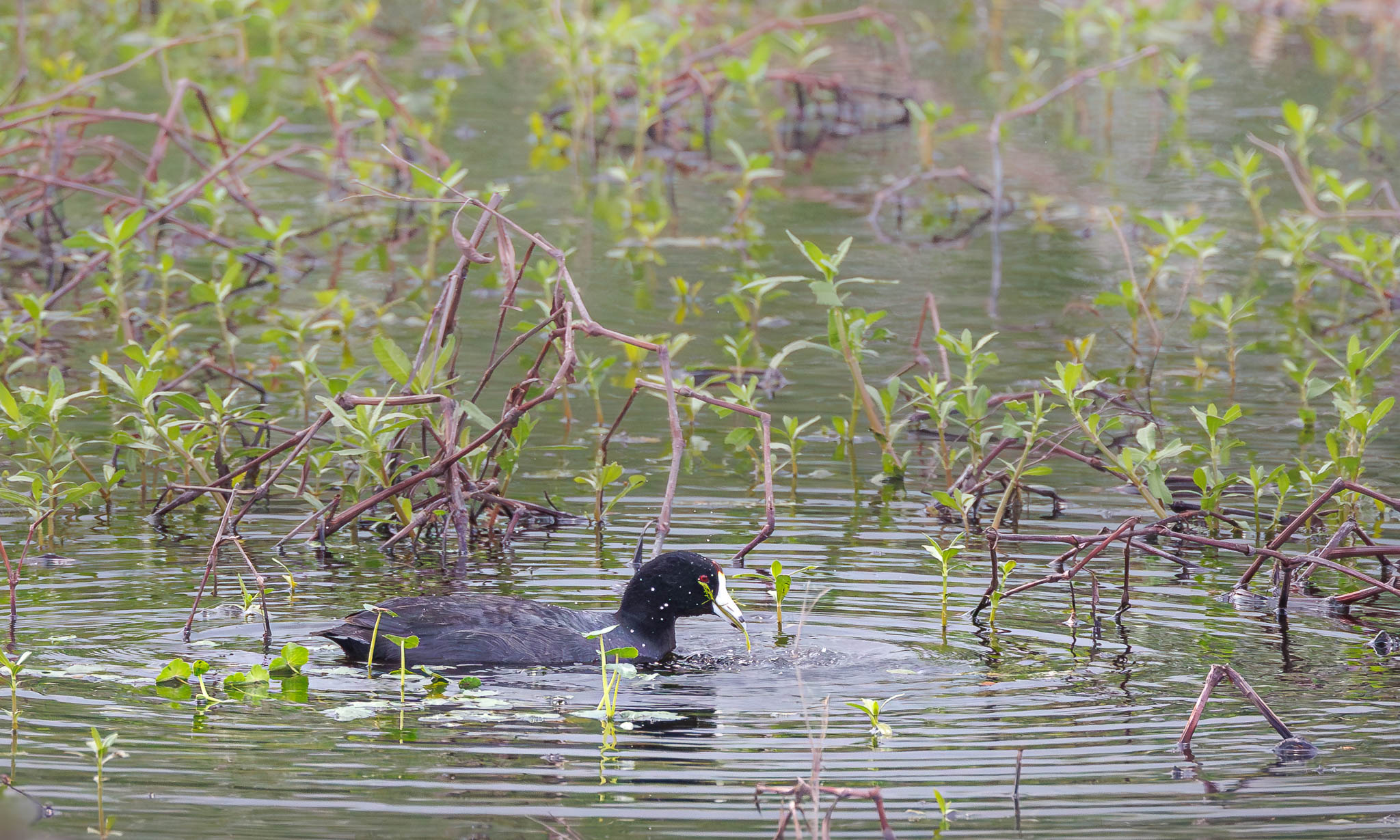 American Coot
