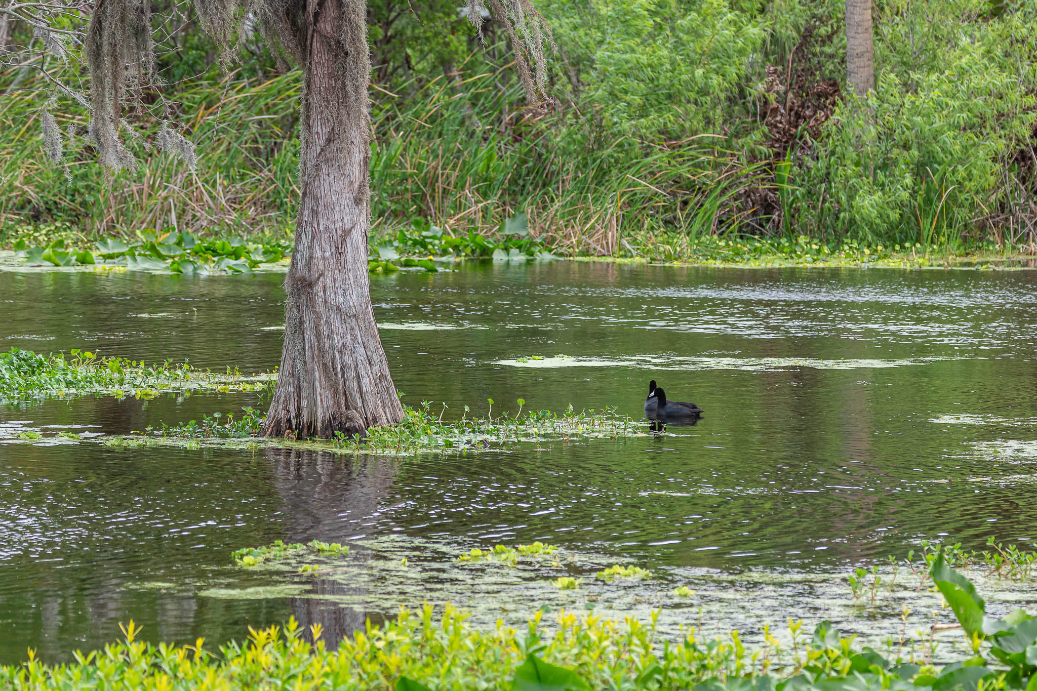 American Coot