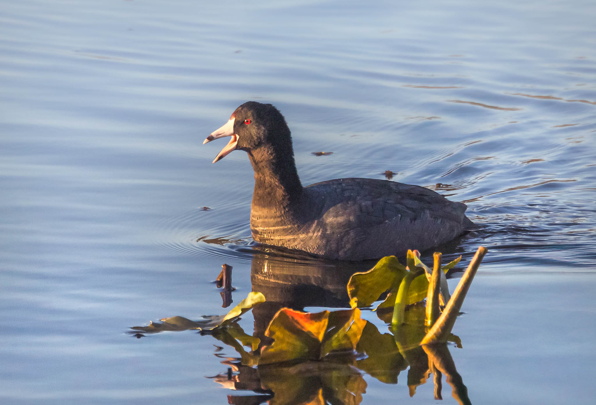 American Coot
