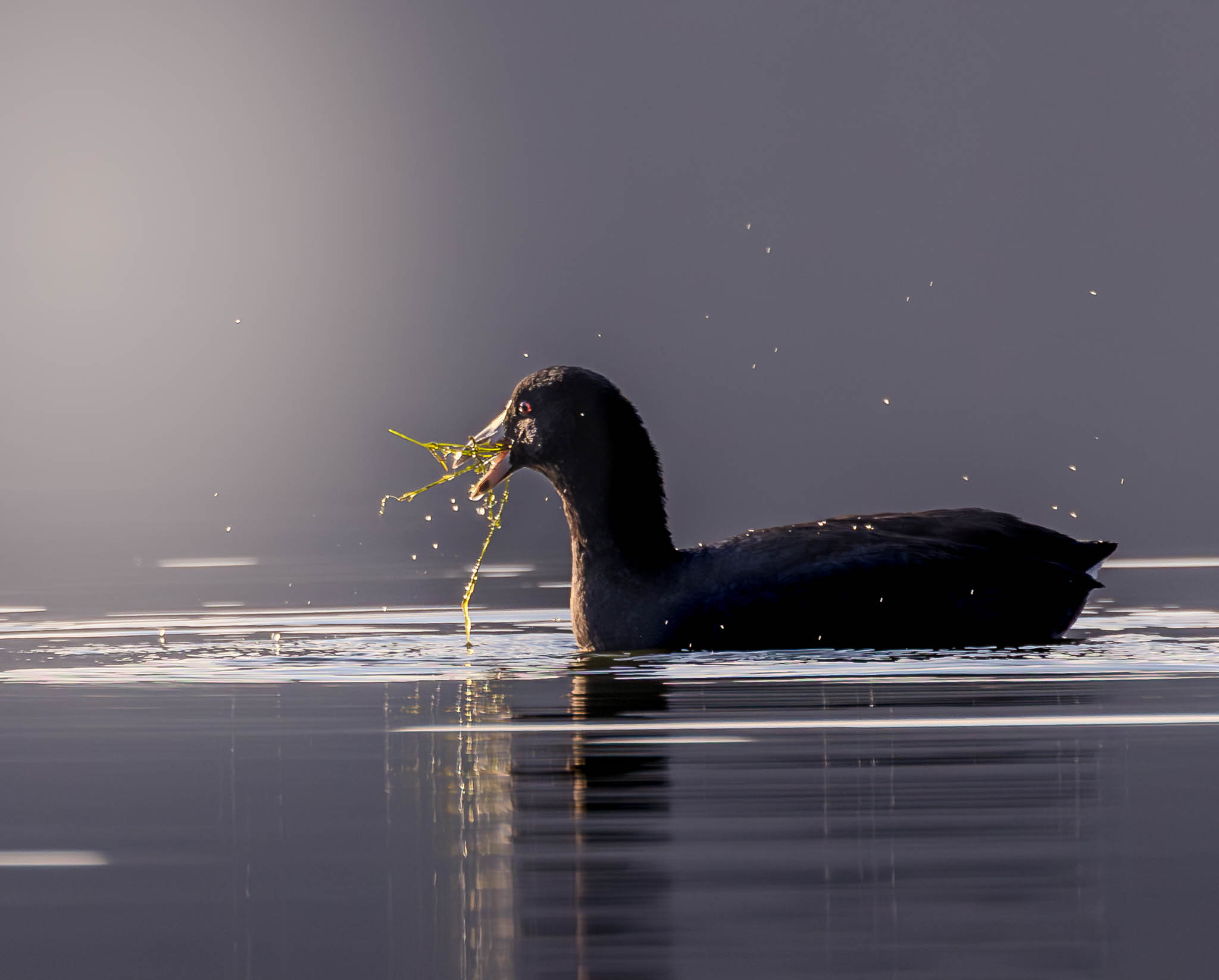American Coot