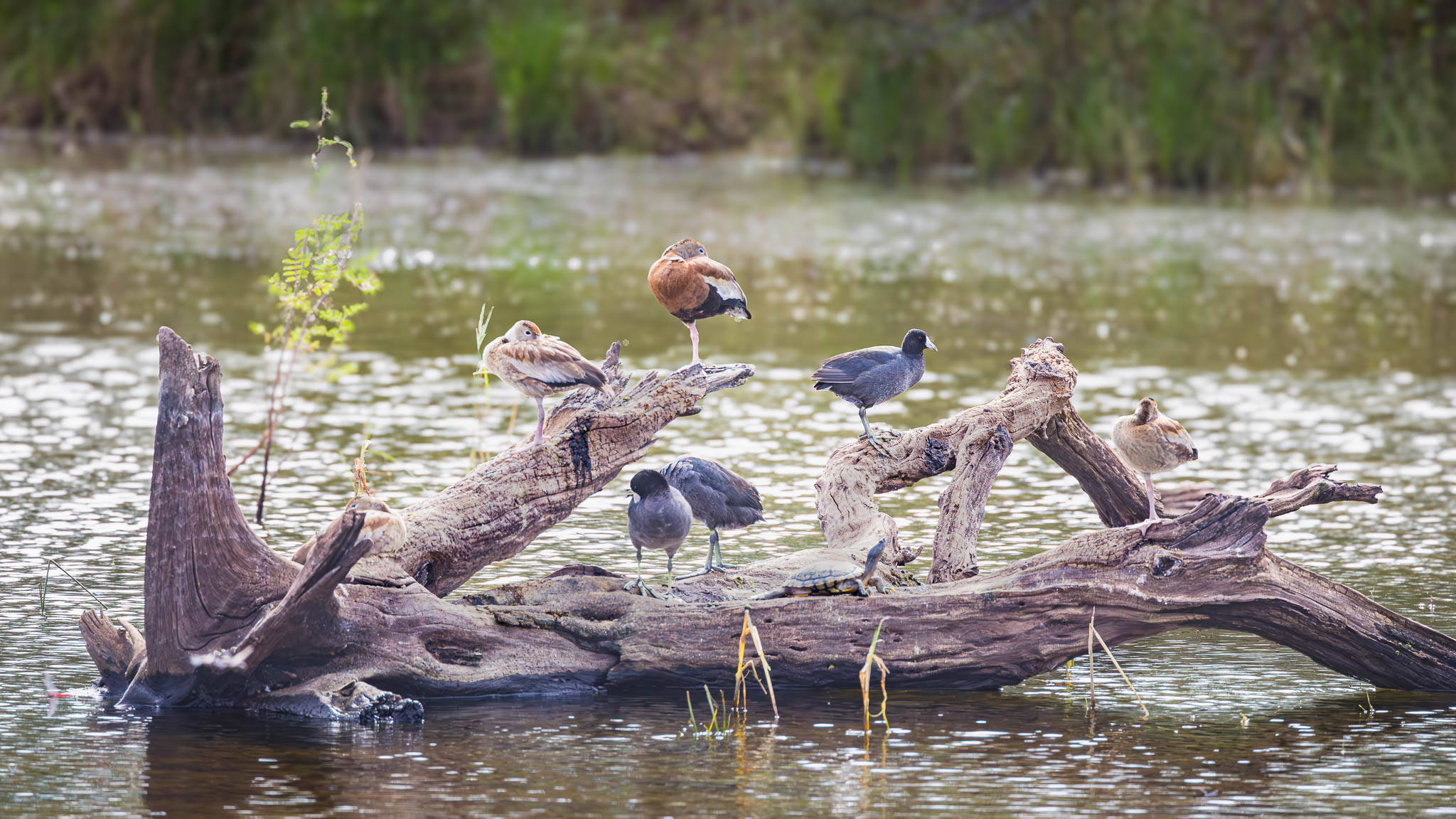 American Coot