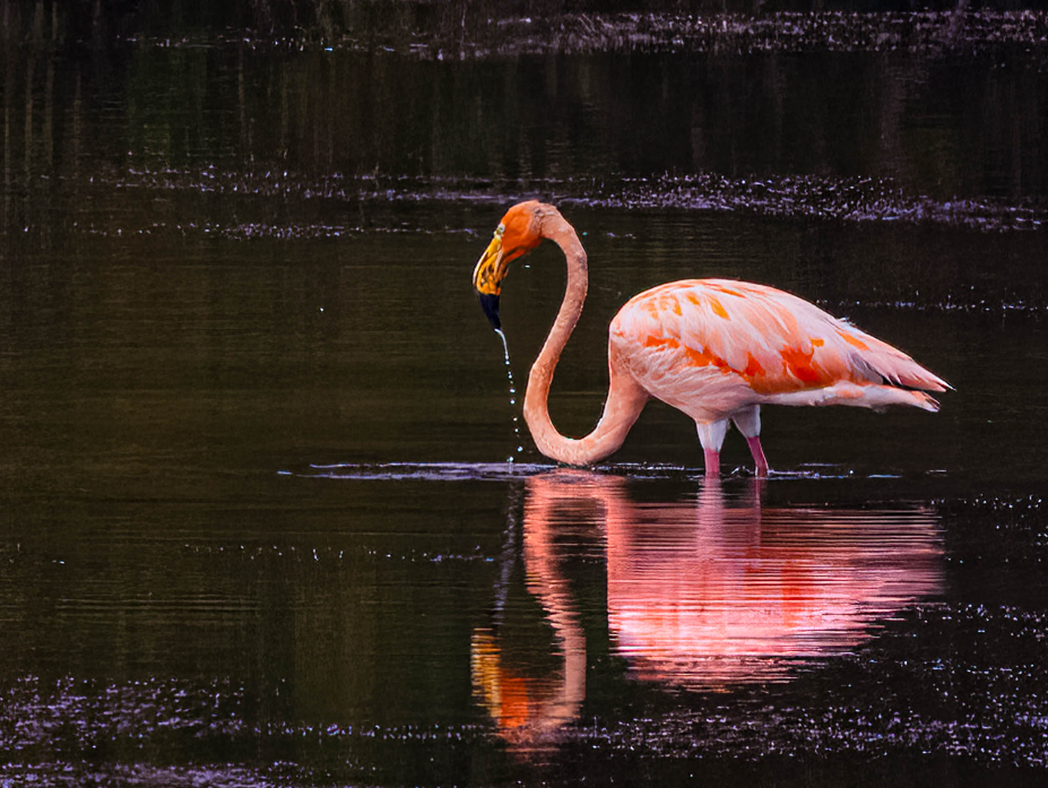 American Flamingo