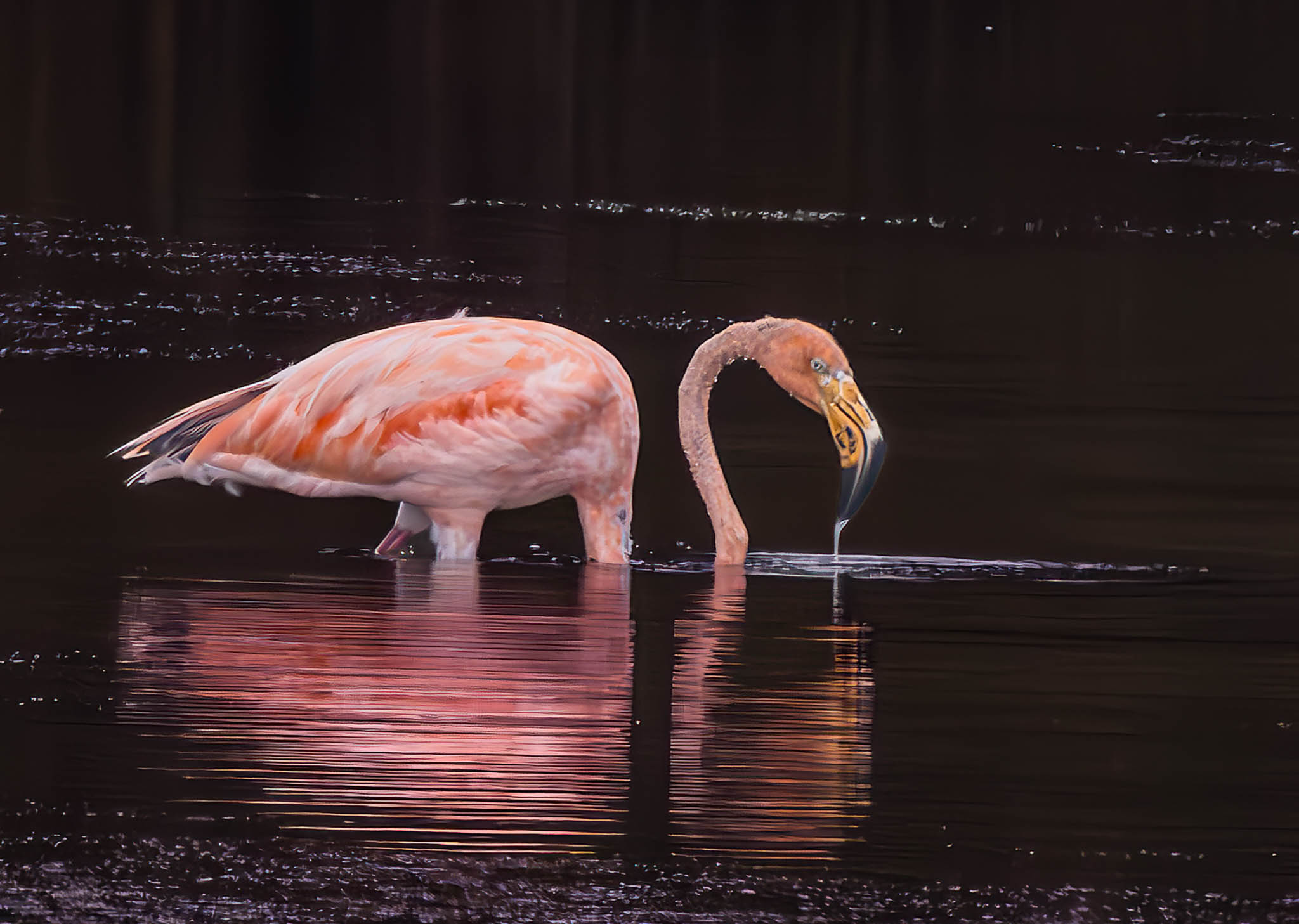 American Flamingo