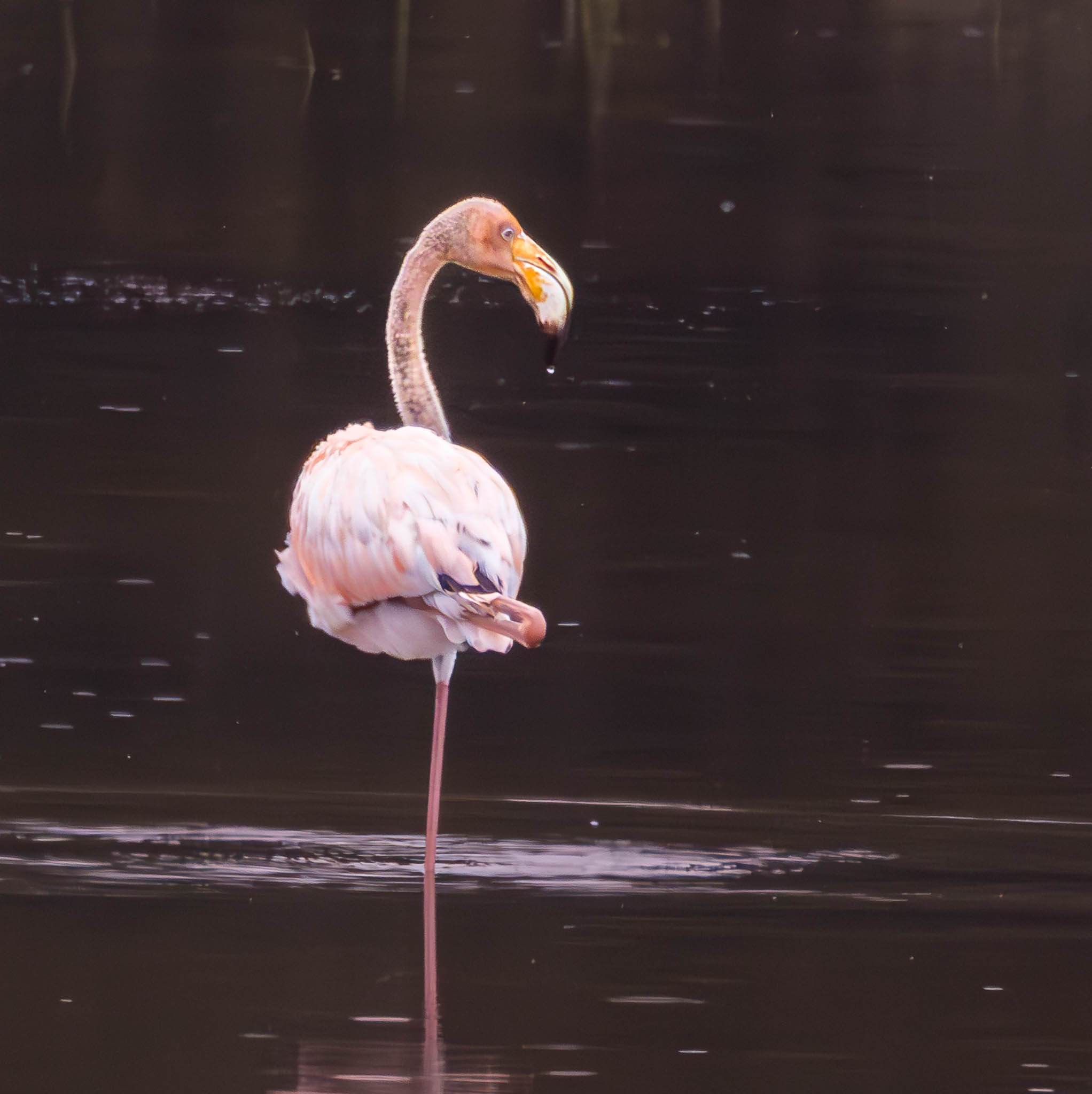 American Flamingo