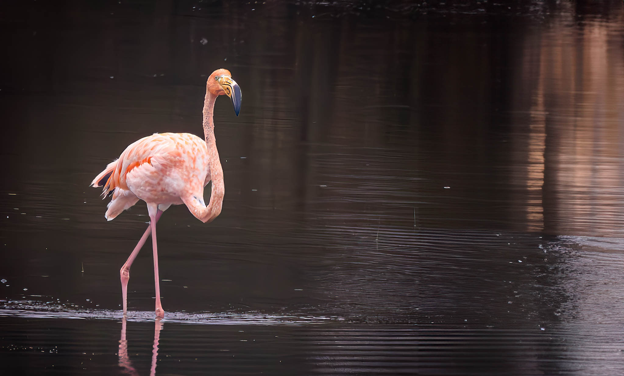 American Flamingo