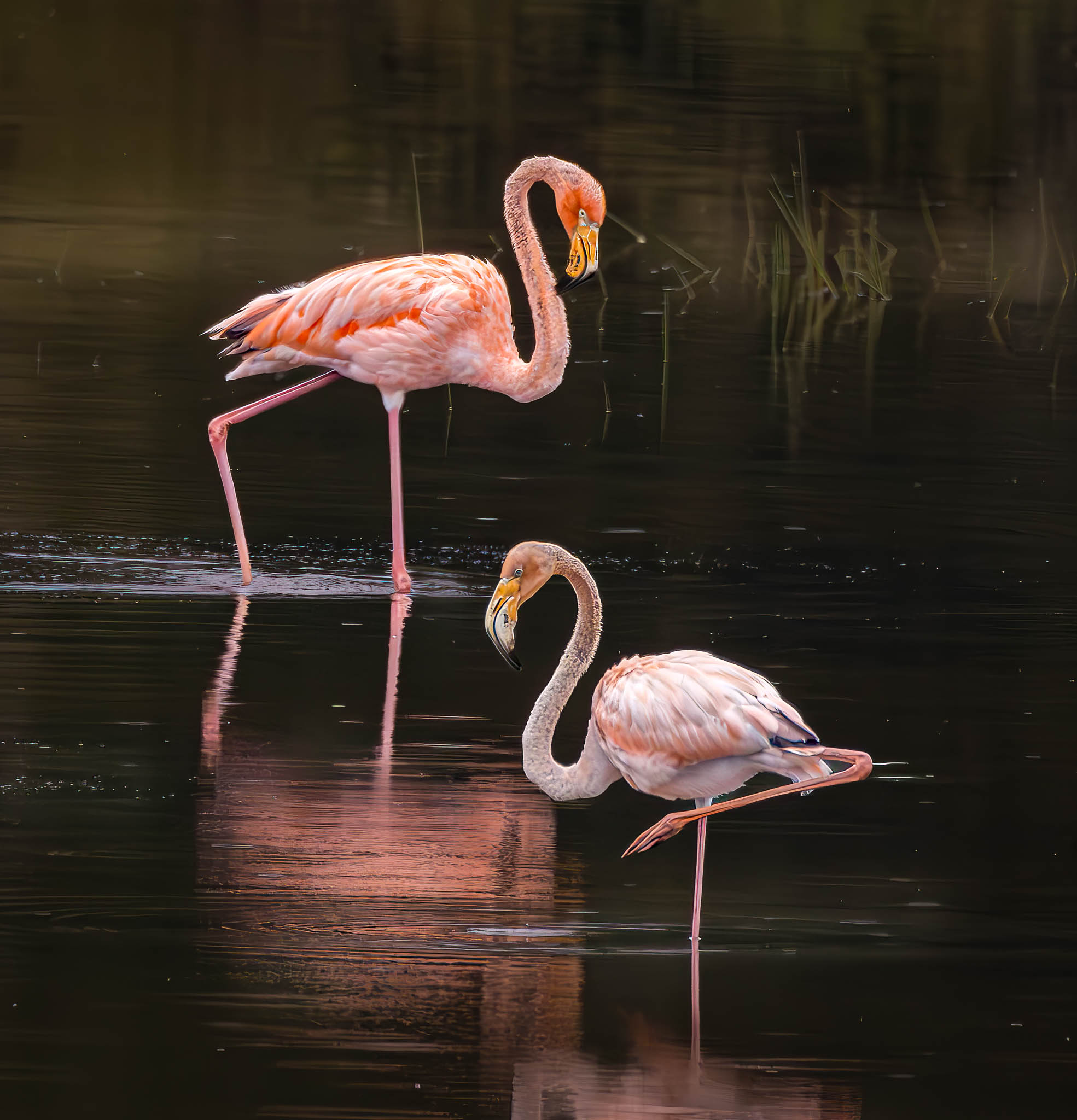 American Flamingo