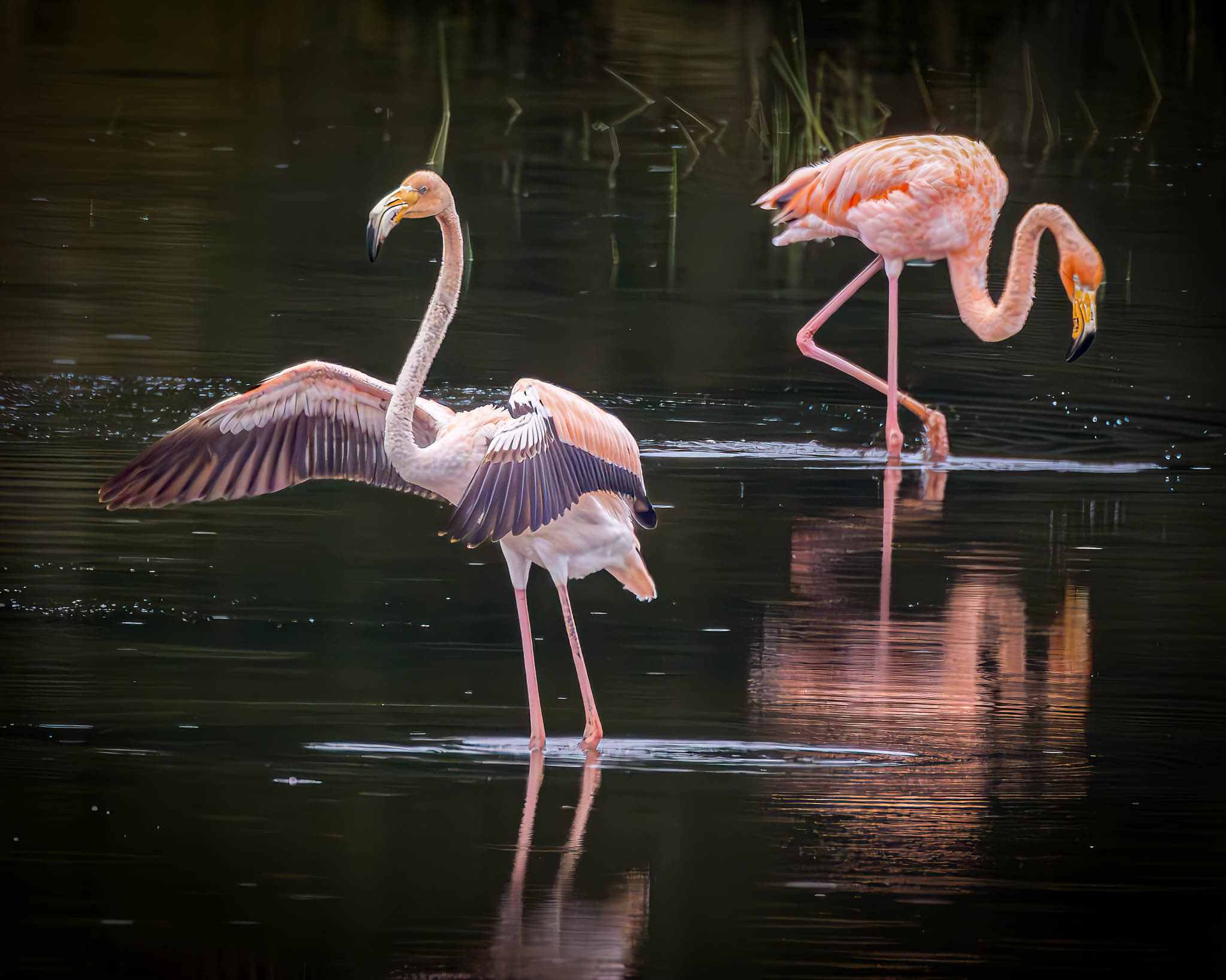 American Flamingo