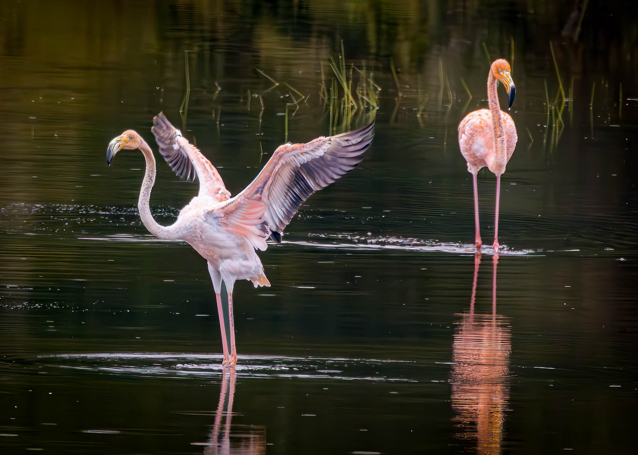 American Flamingo