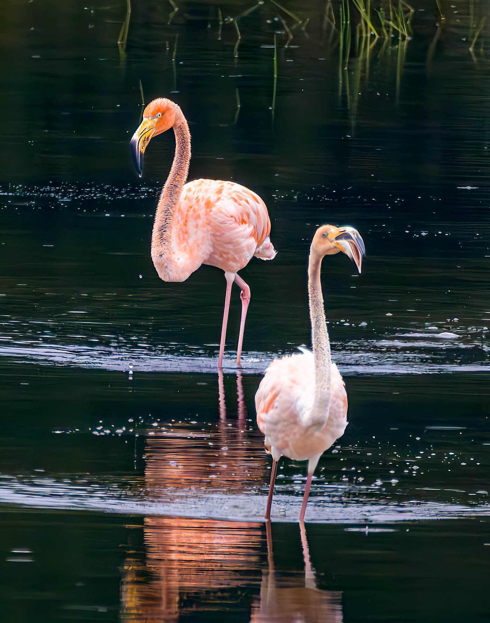 American Flamingo