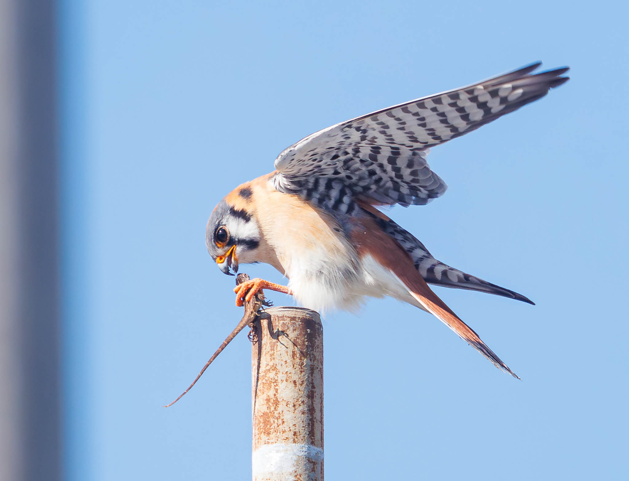 American Kestrel
