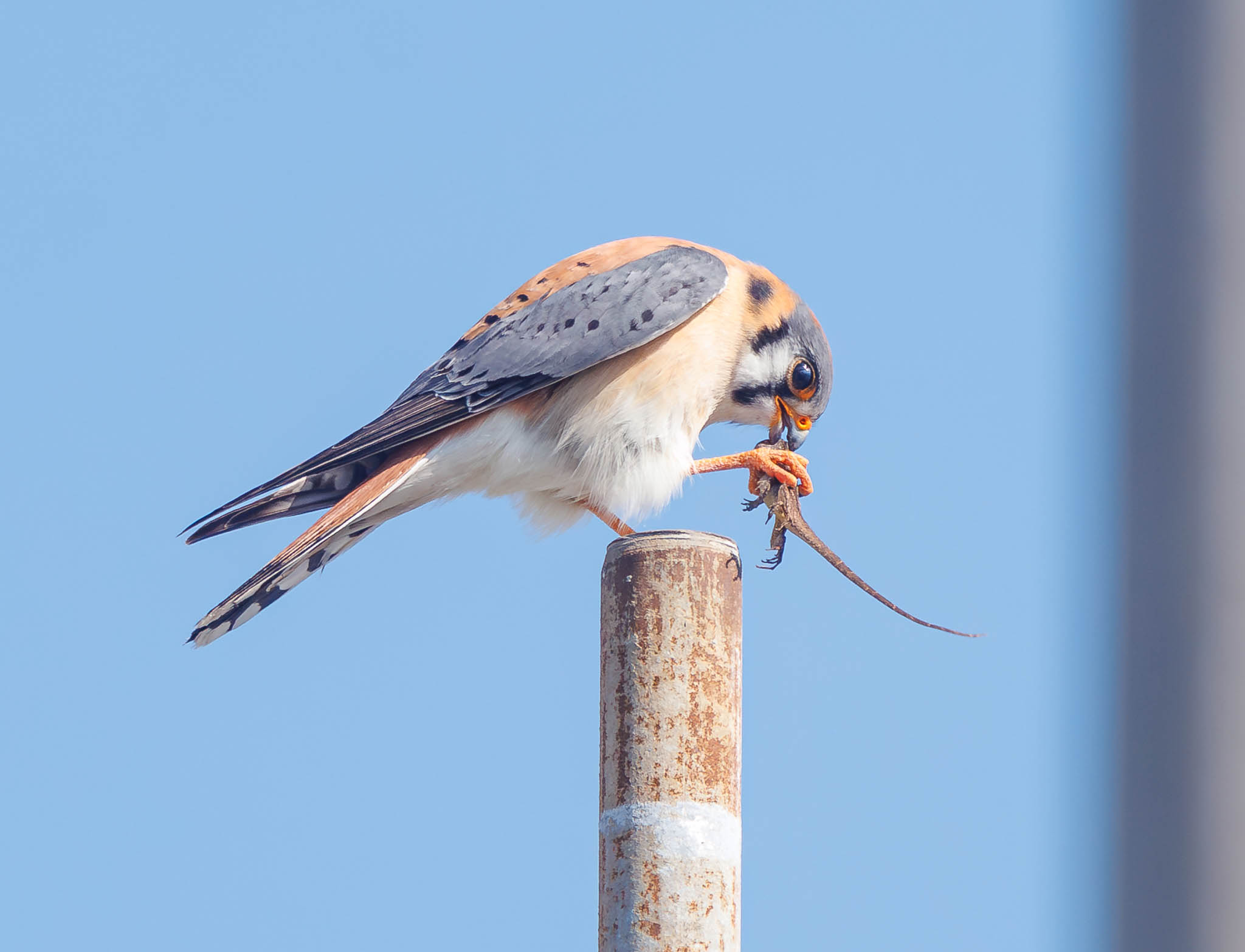 American Kestrel