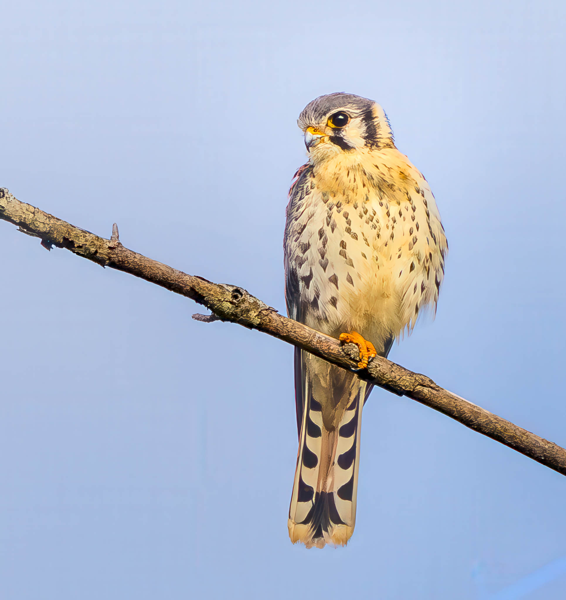 American Kestrel