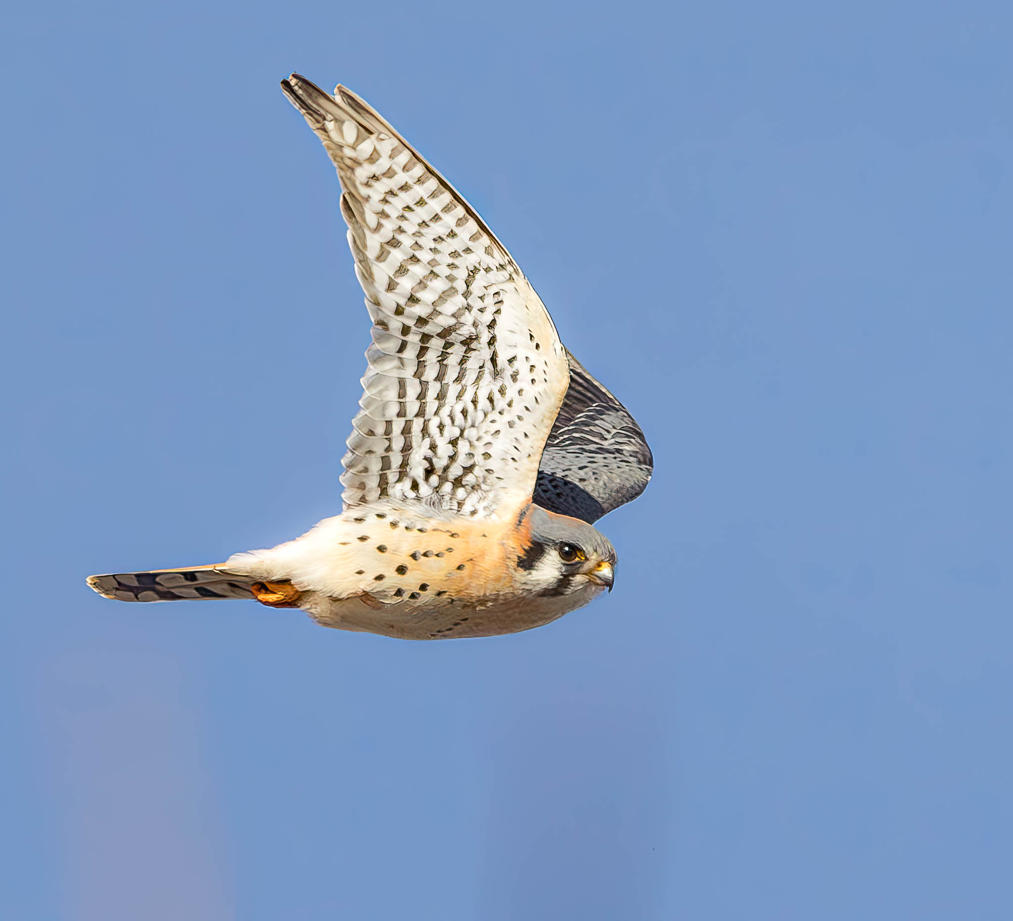 American Kestrel