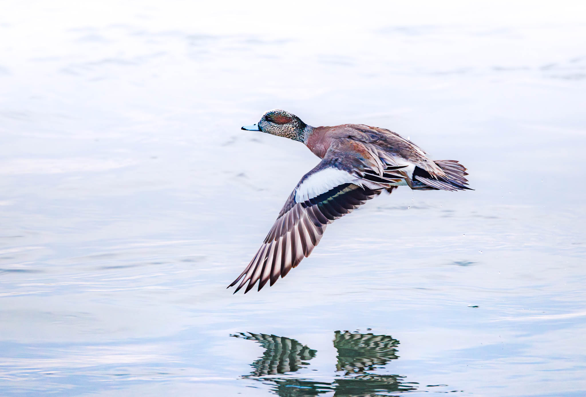 American Wigeon