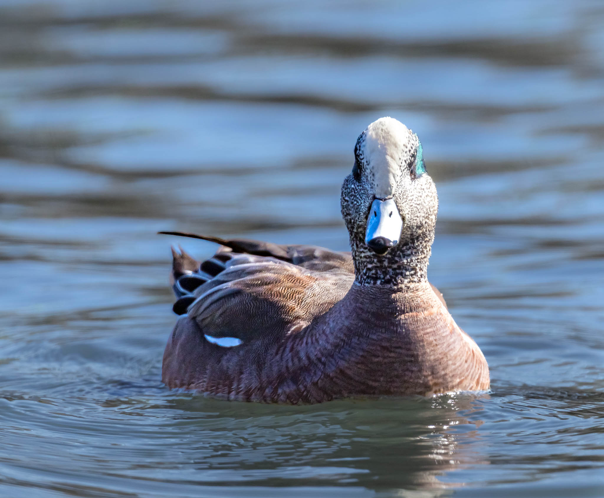 American Wigeon