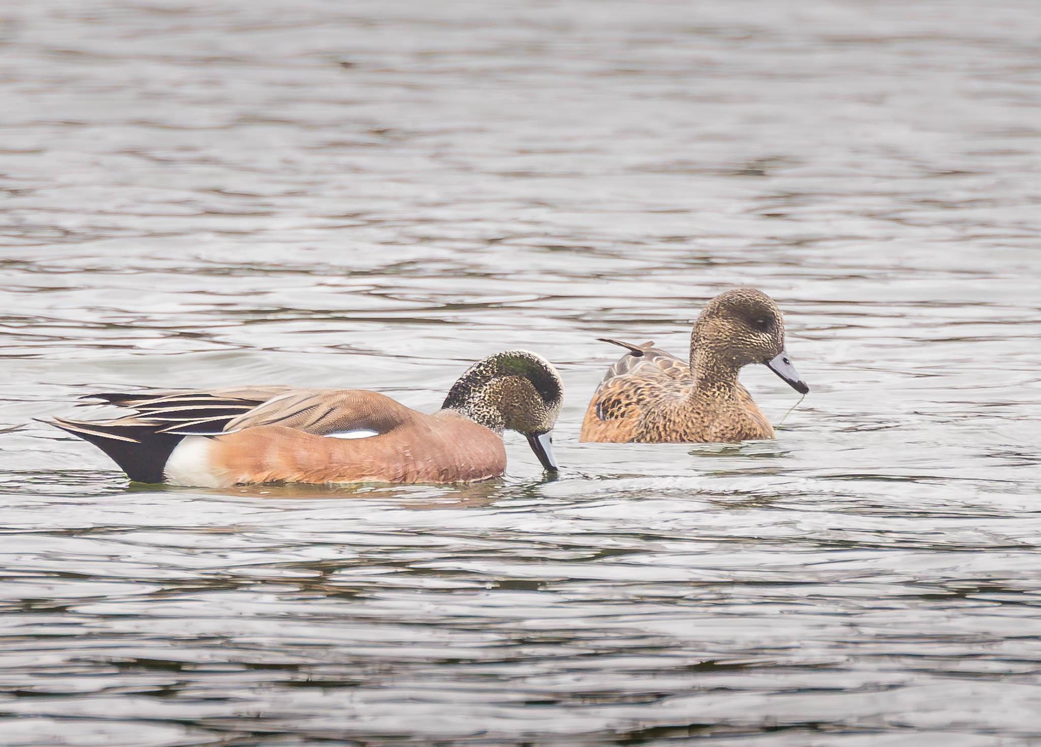 American Wigeon