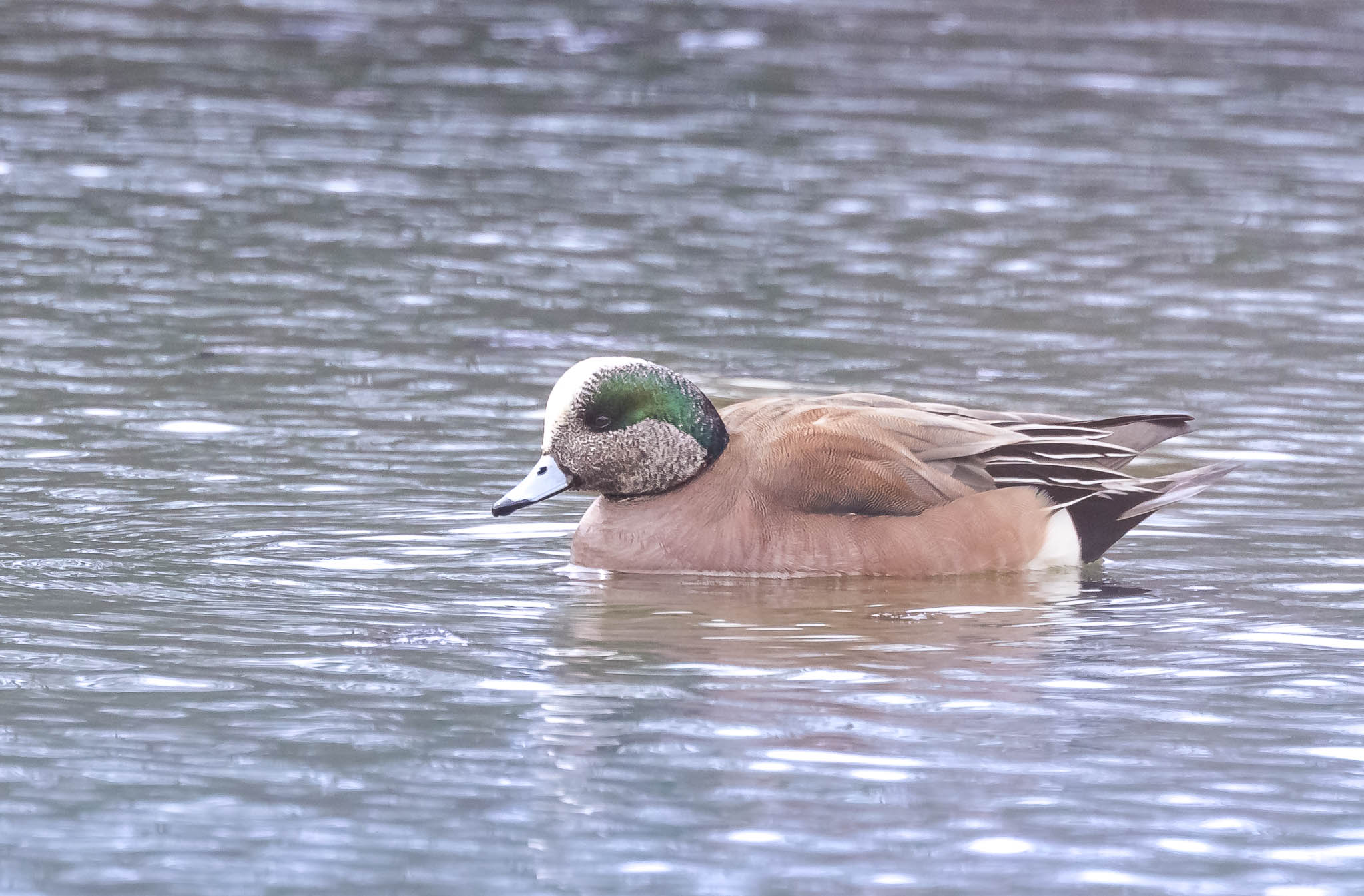 American Wigeon
