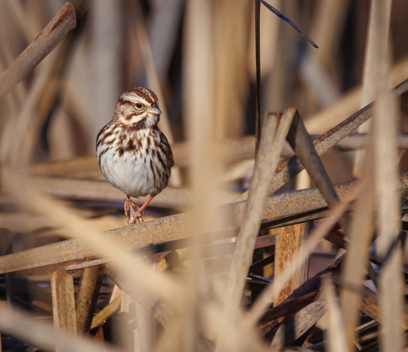 Song Sparrow