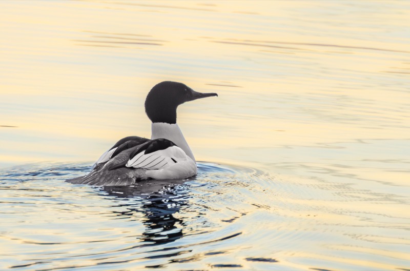 Common Merganser