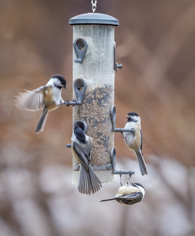 Black-capped Chickadee