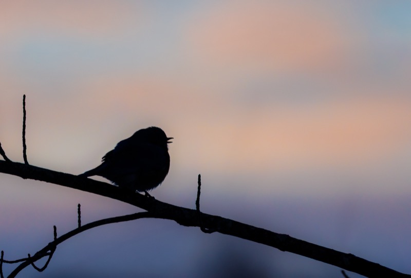 Eastern Bluebird