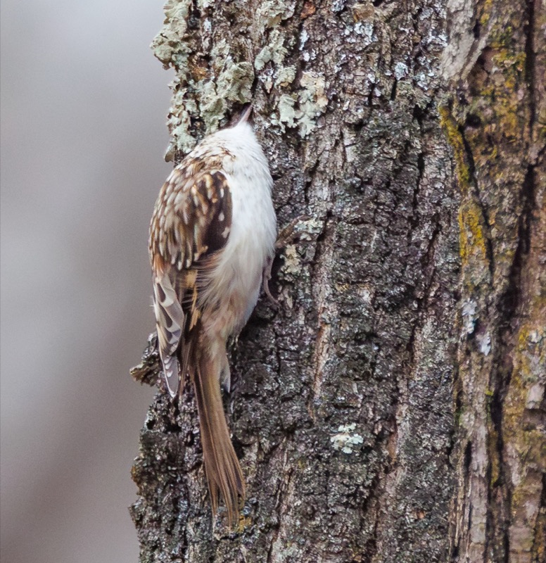 Brown Creeper