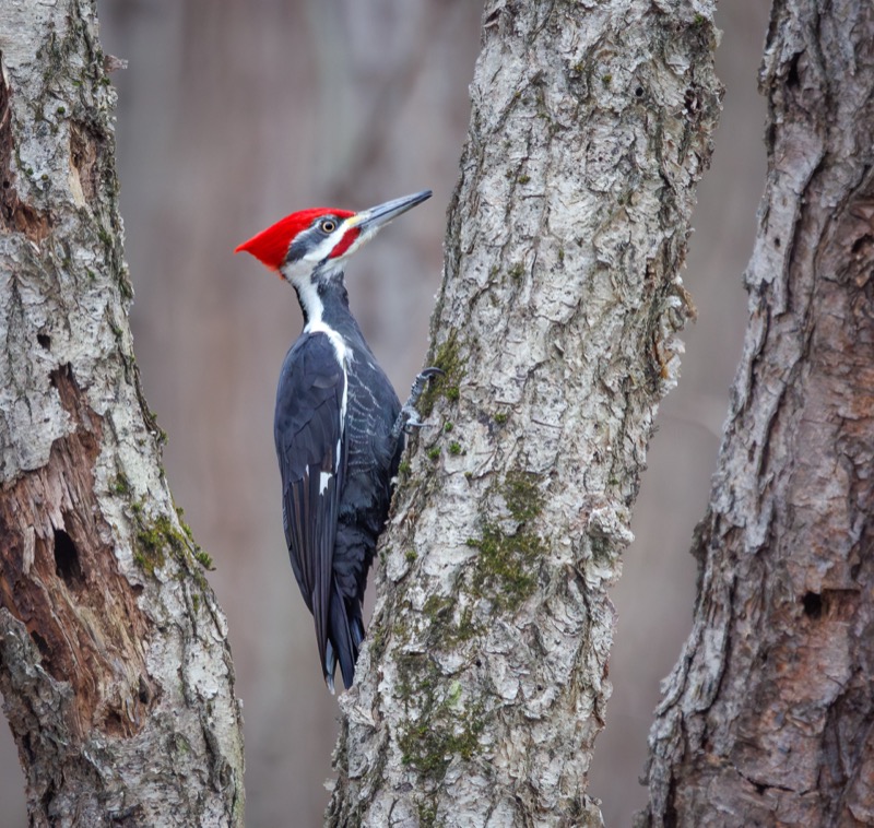 Pileated Woodpecker