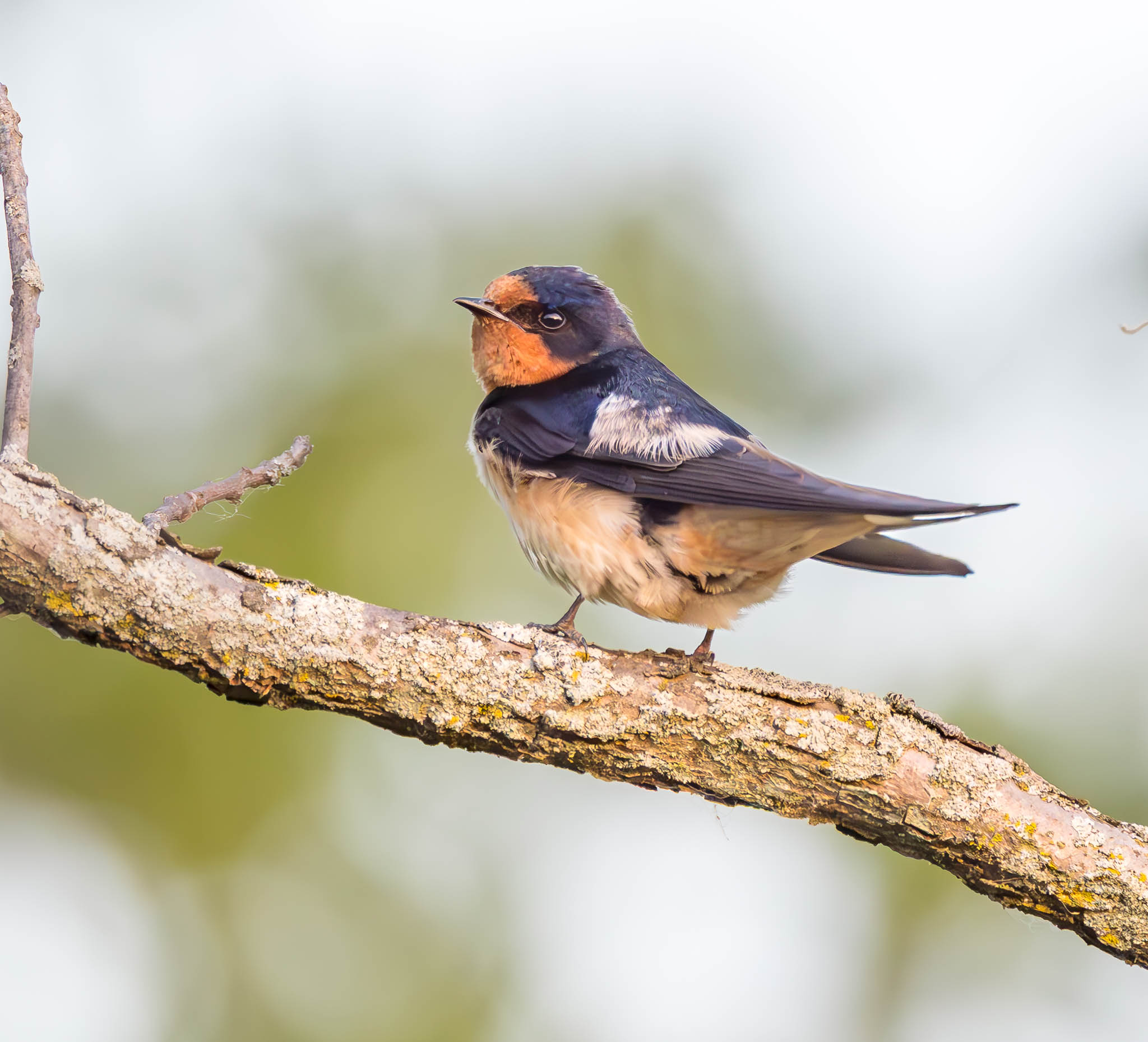 Barn Swallow
