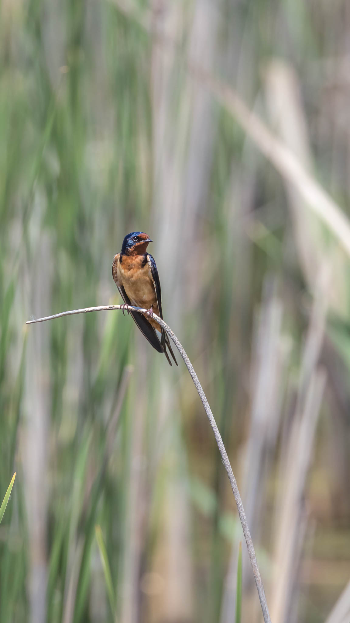 Barn Swallow
