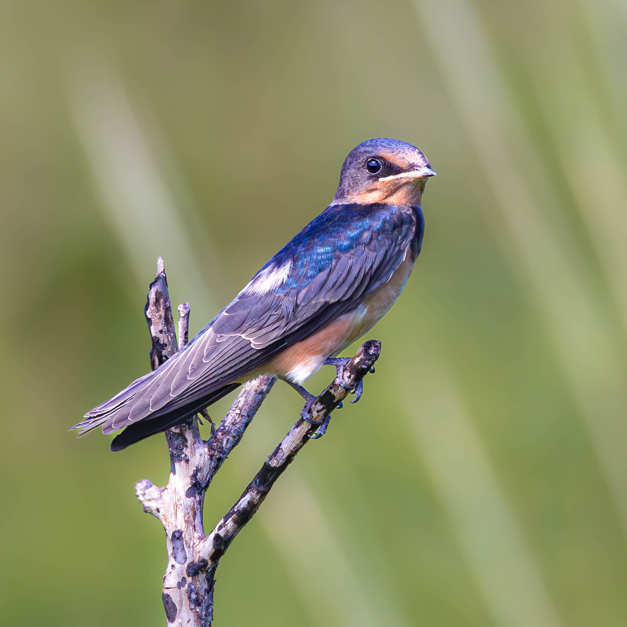 Barn Swallow
