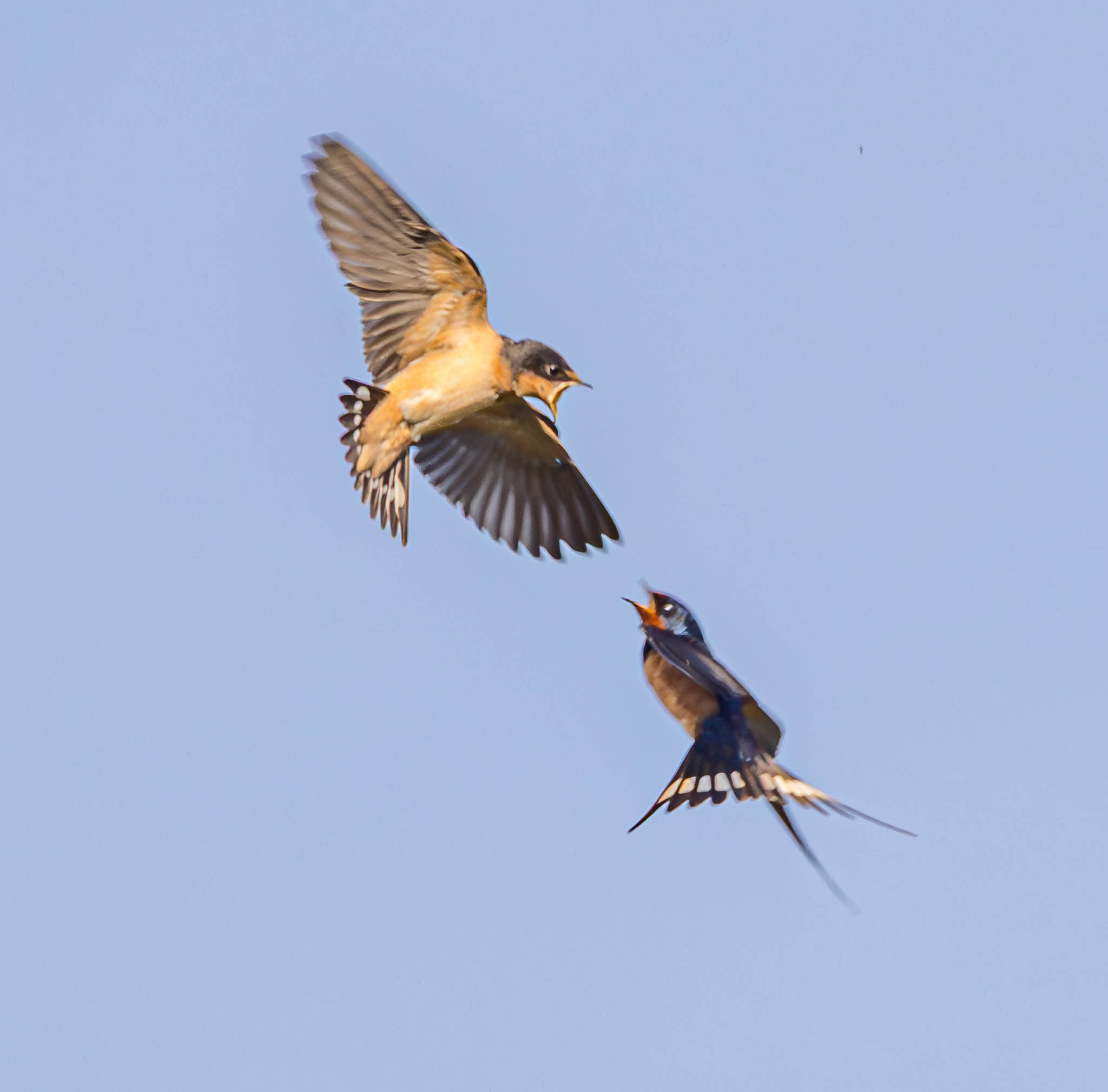 Barn Swallow