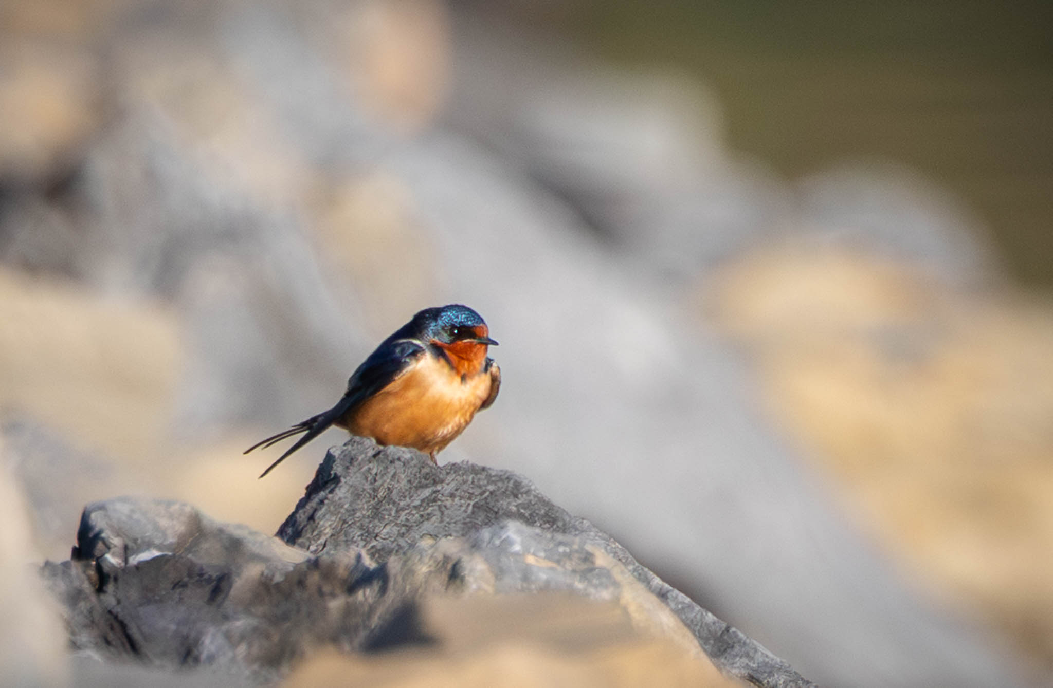 Barn Swallow