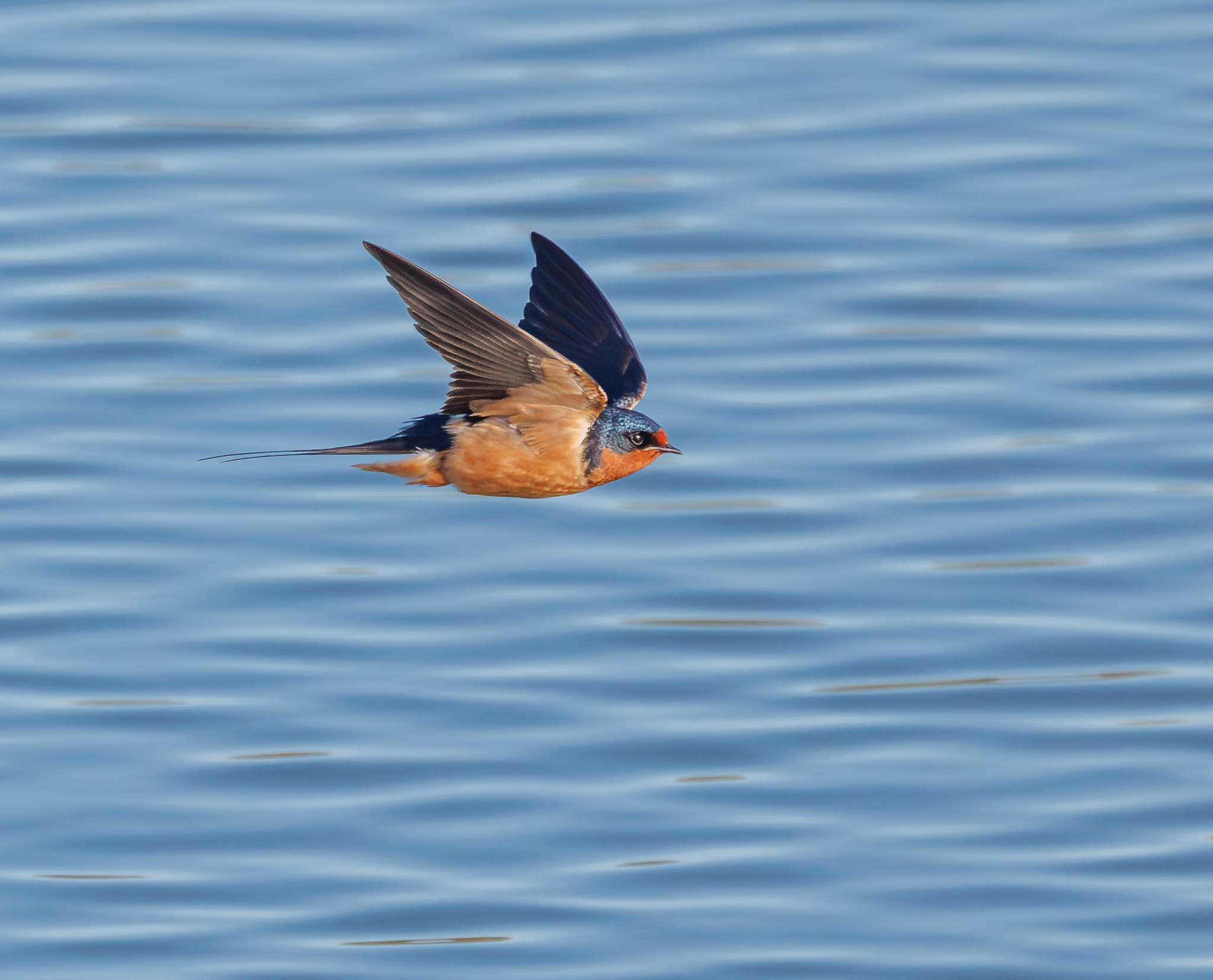 Barn Swallow