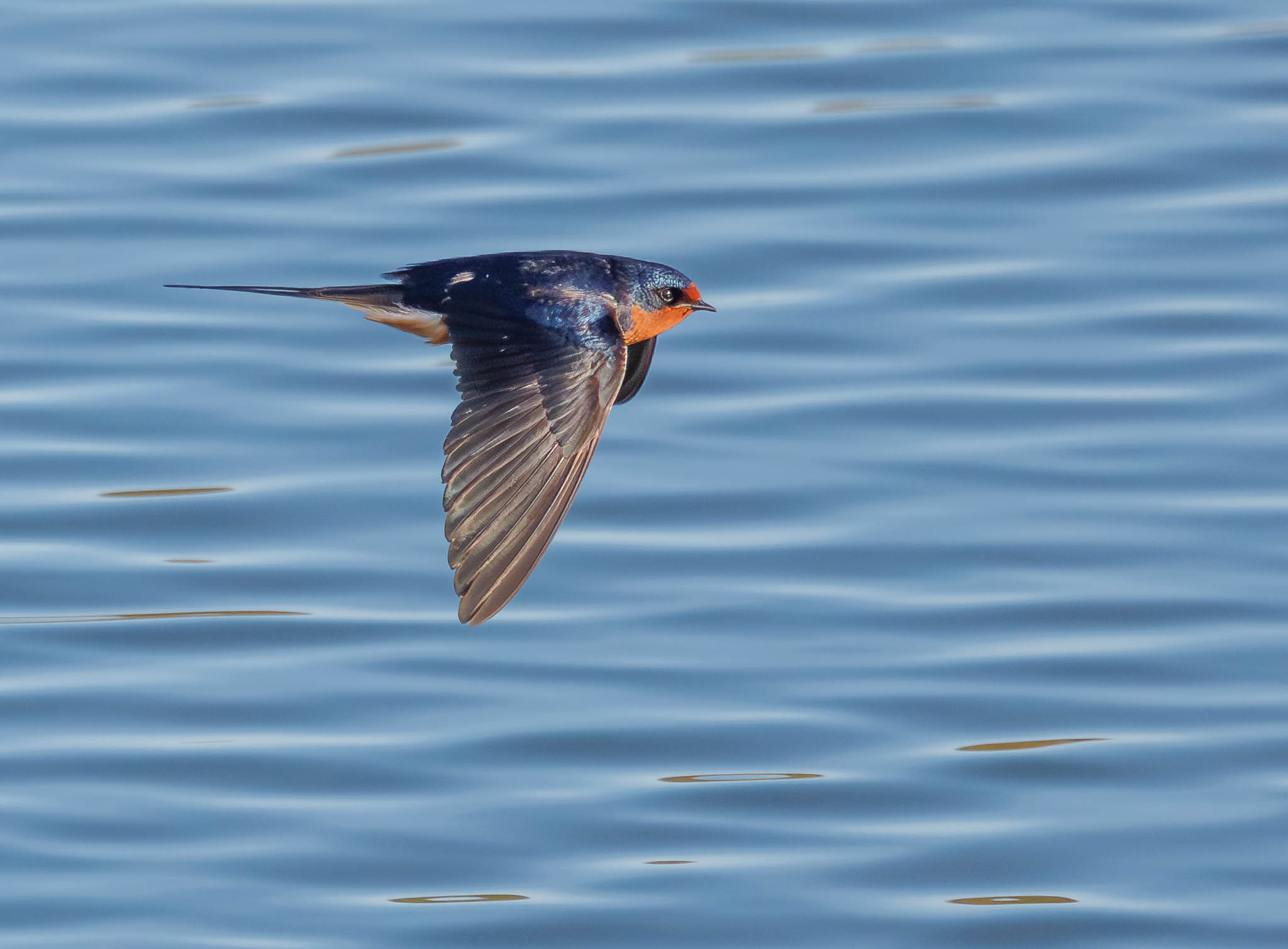 Barn Swallow