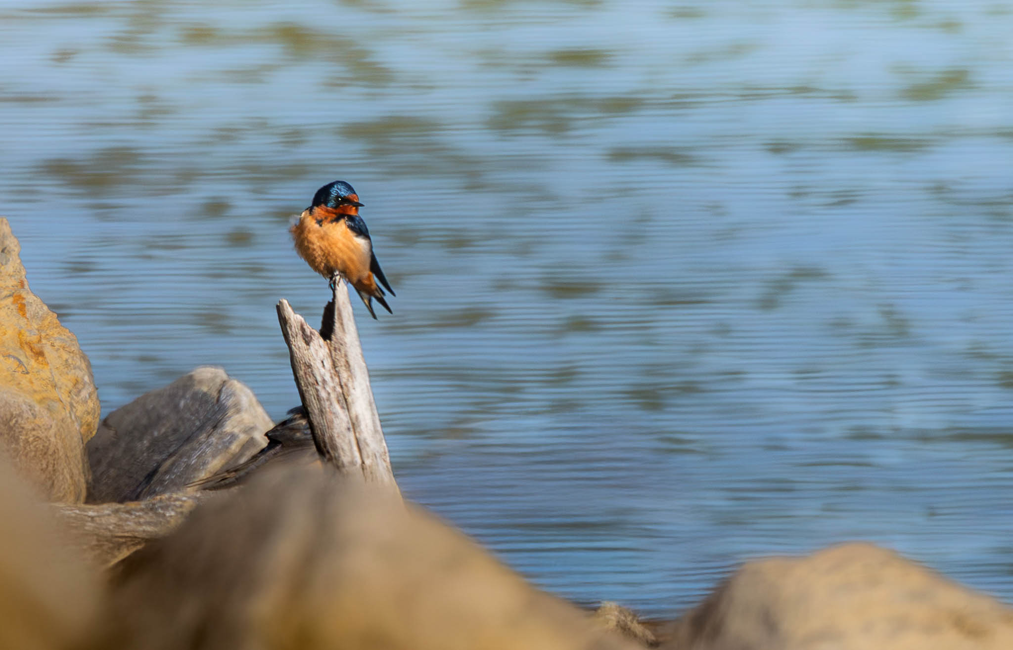 Barn Swallow
