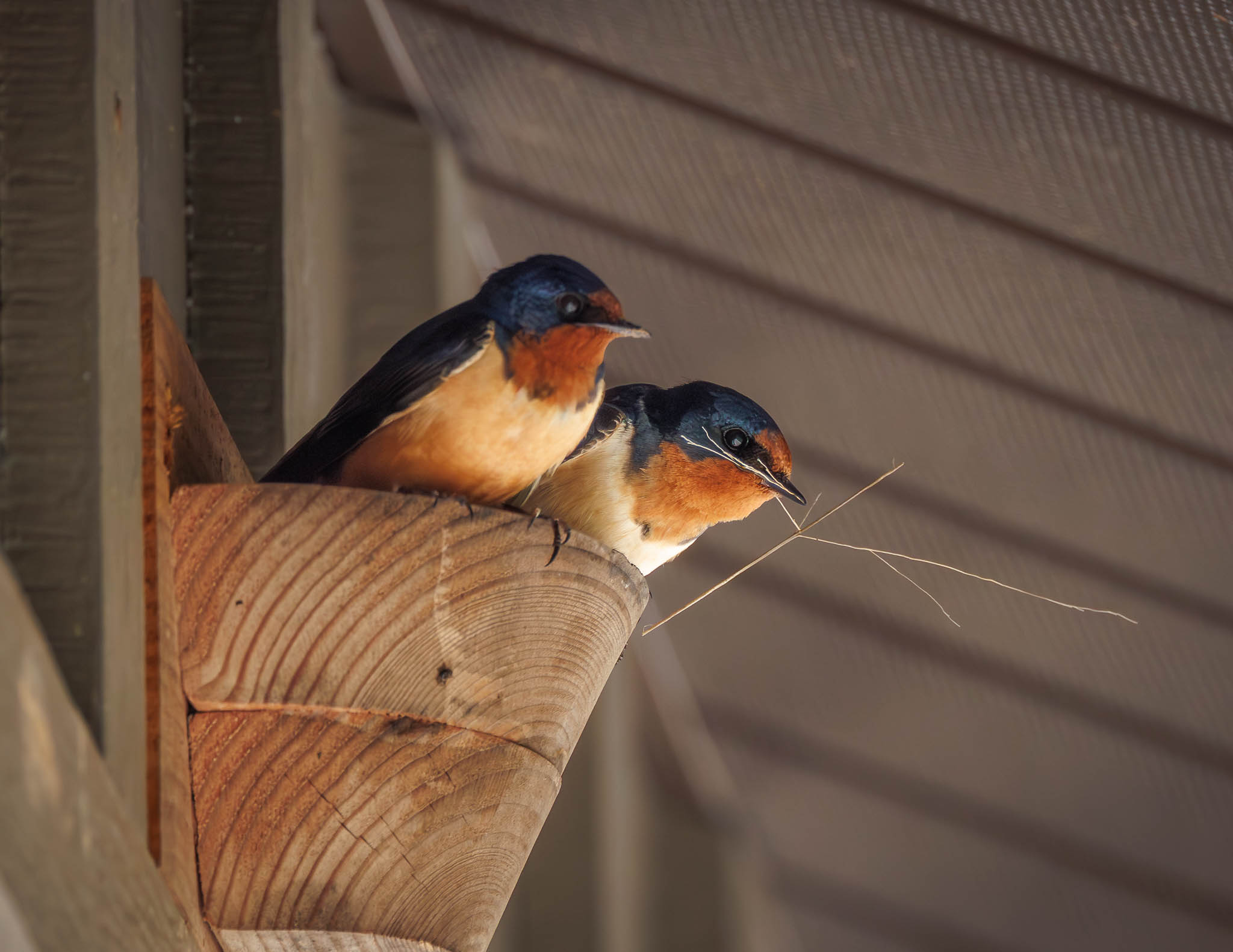 Barn Swallow