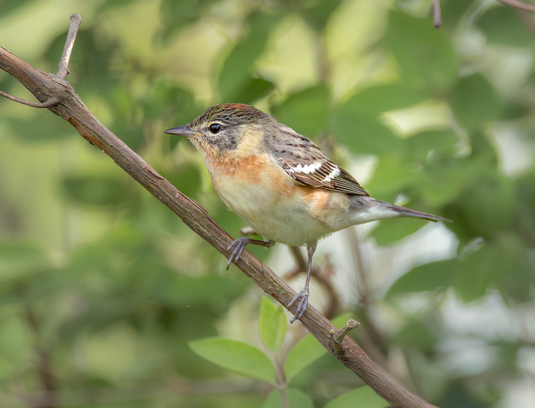 Bay-breasted Warbler