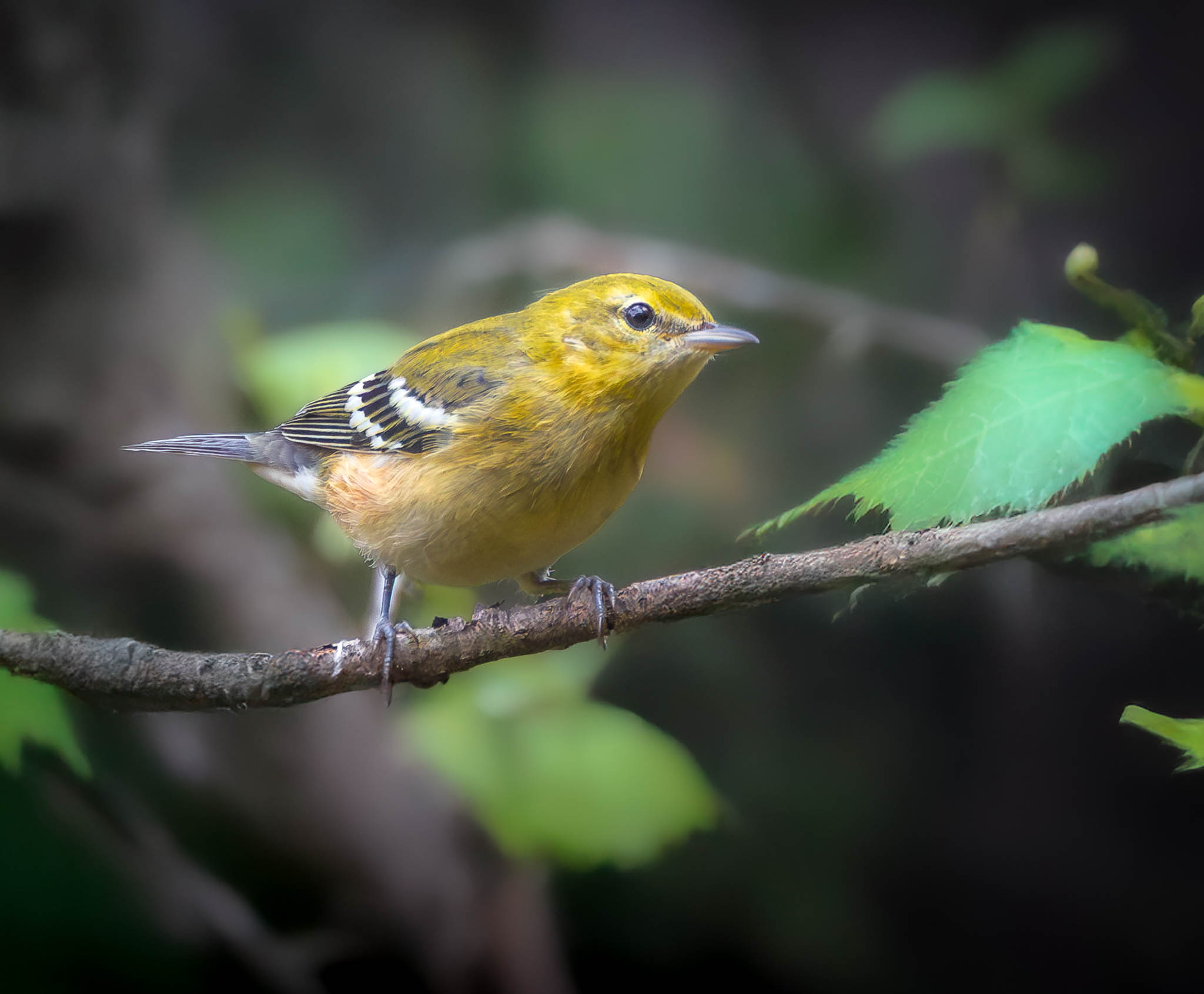 Bay-breasted Warbler