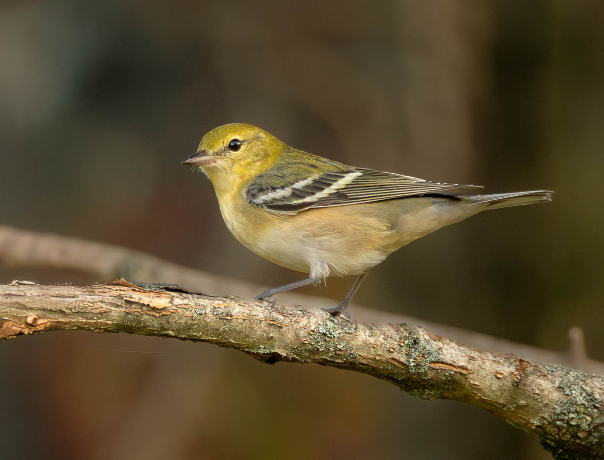 Bay-breasted Warbler