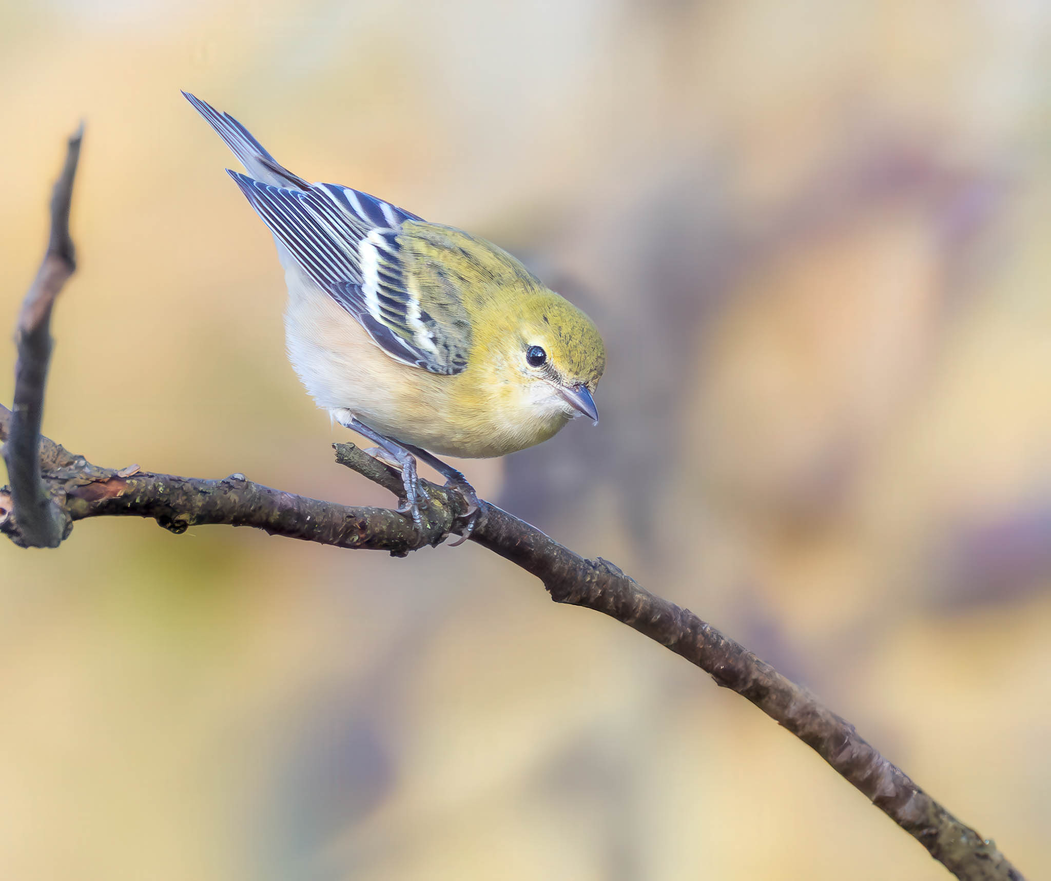 Bay-breasted Warbler