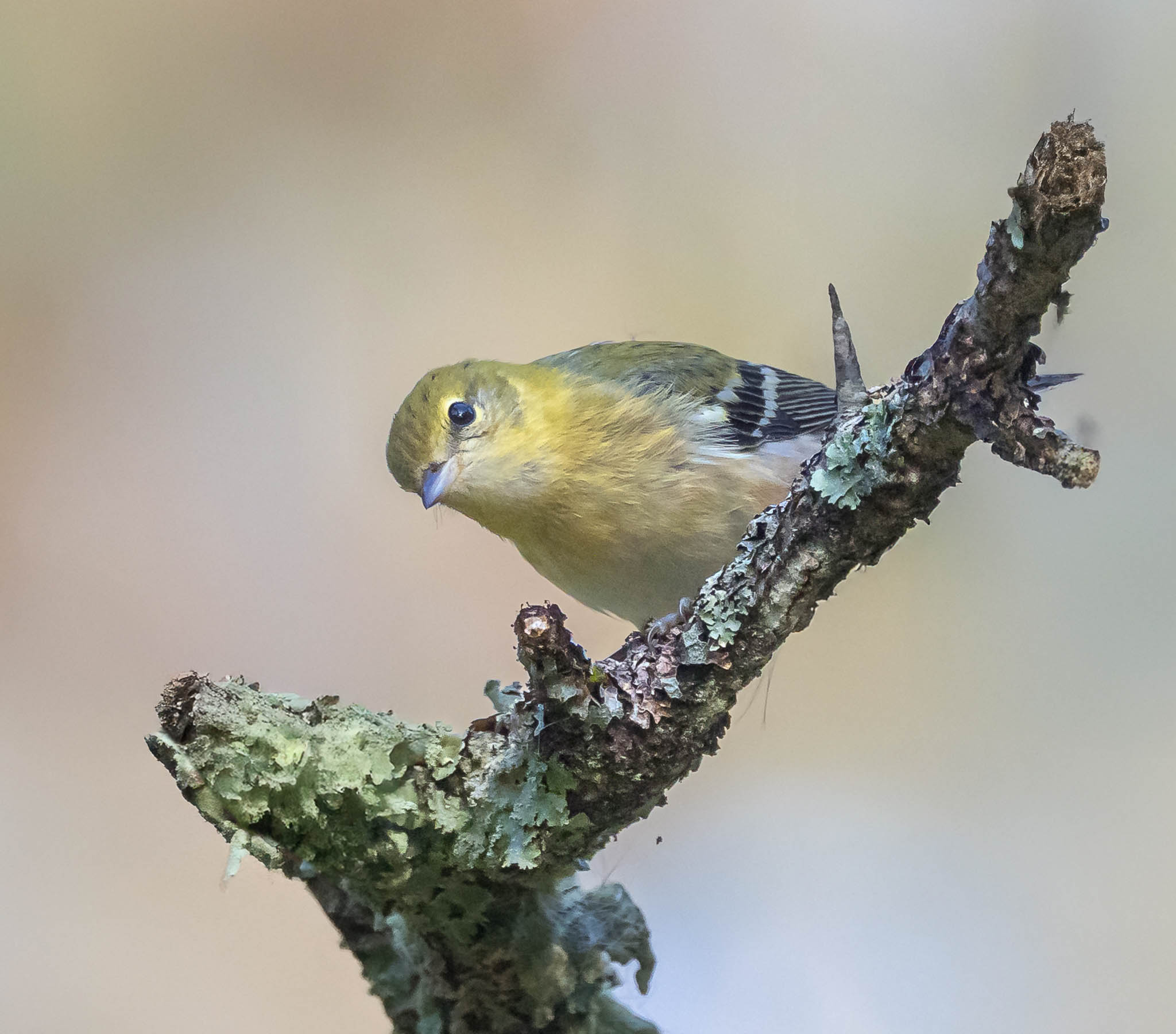 Bay-breasted Warbler