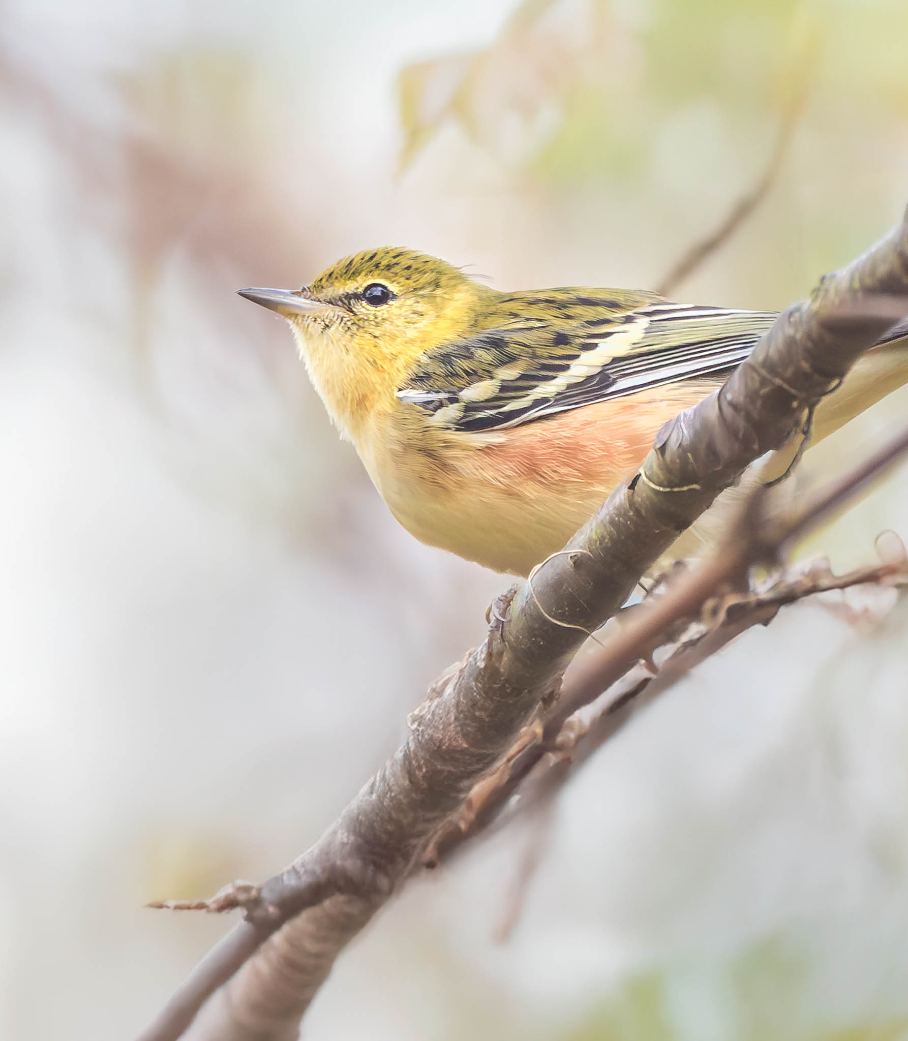 Bay-breasted Warbler
