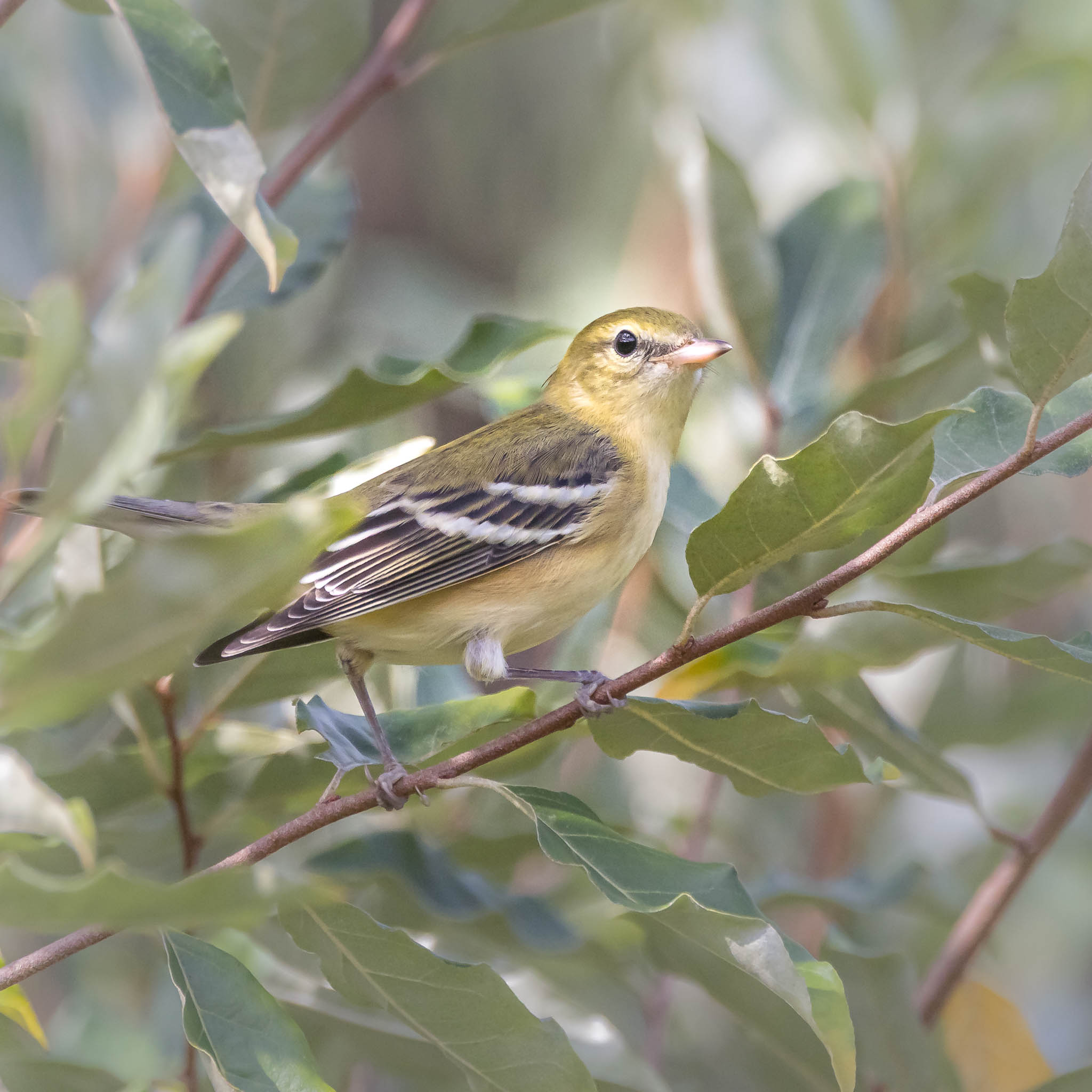 Bay-breasted Warbler