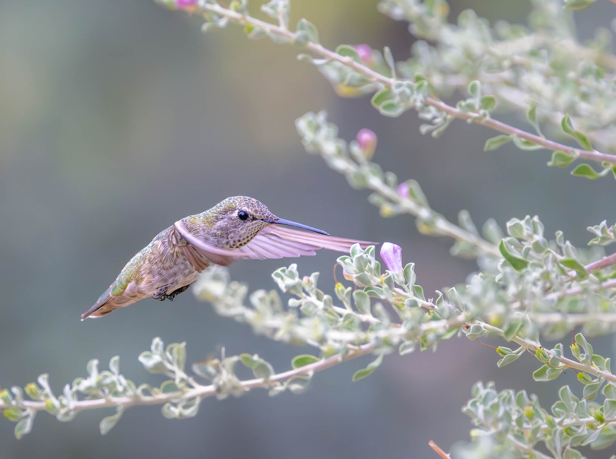 Anna's Hummingbird