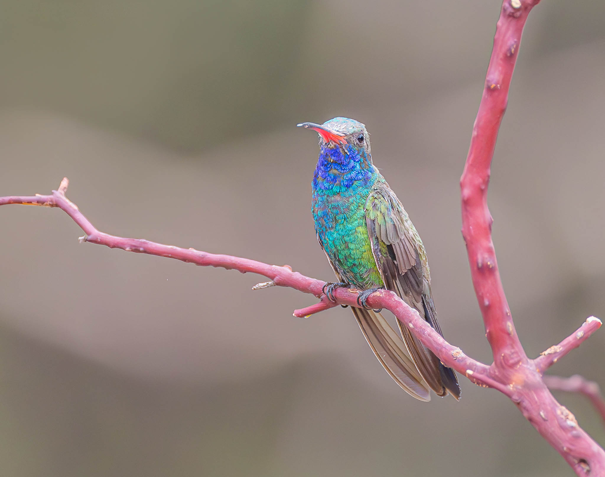 Broad-billed Hummingbird