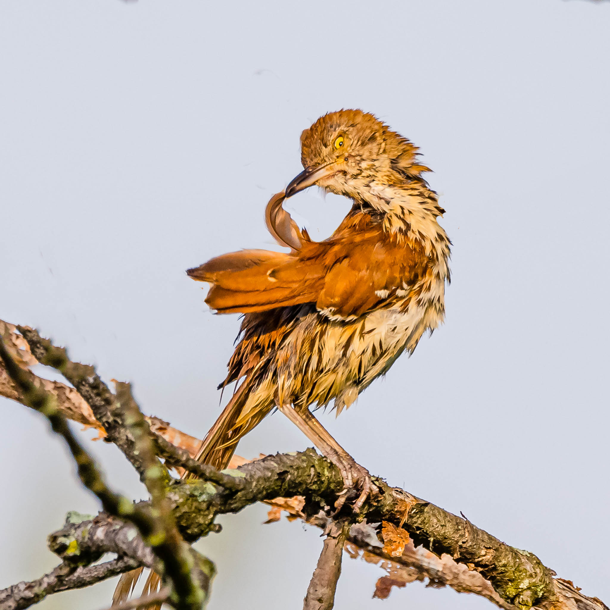 Brown Thrasher