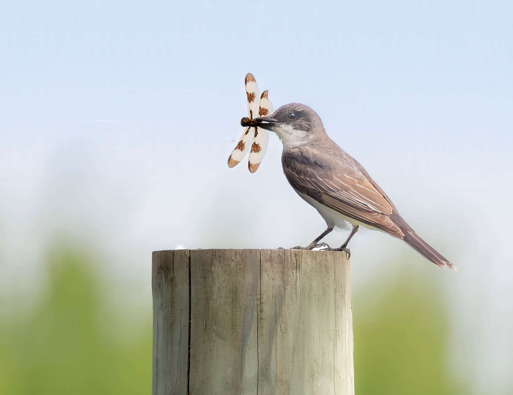 Eastern Kingbird